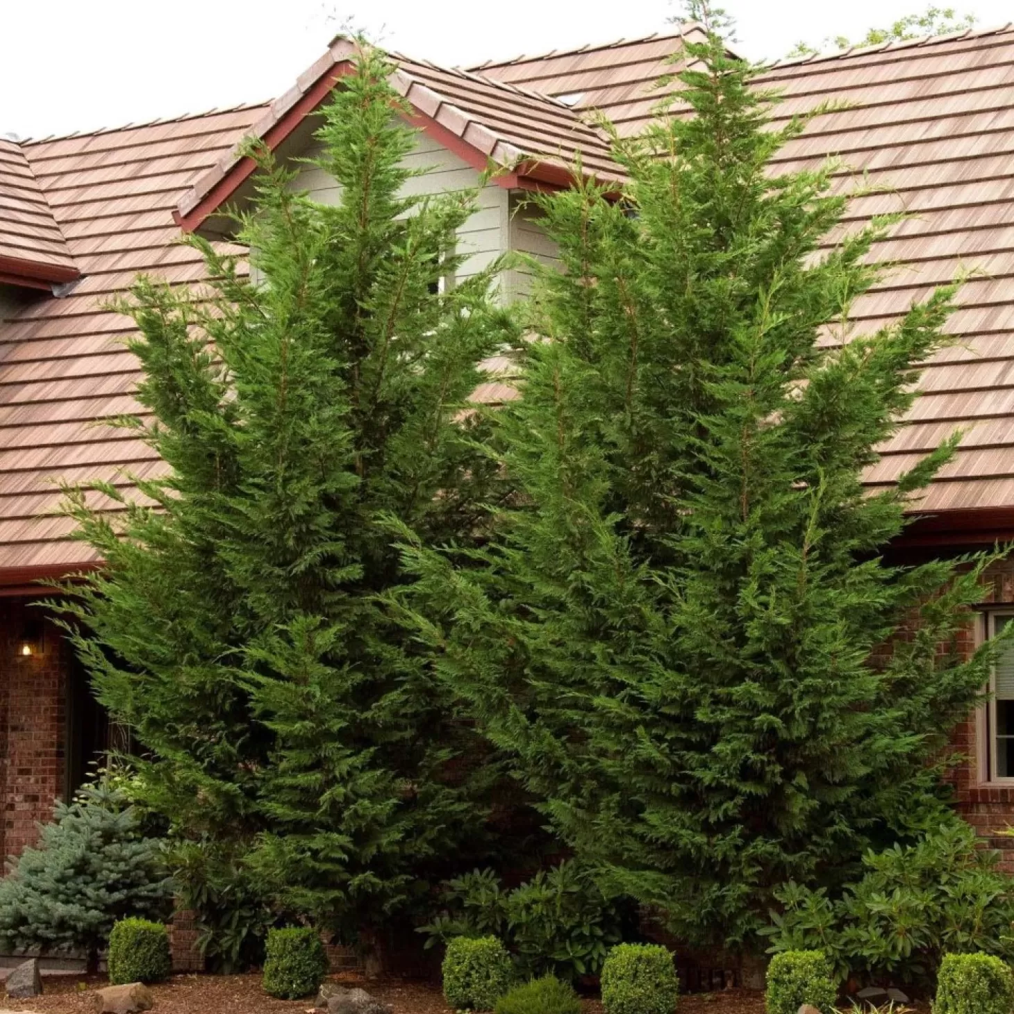 Landscape Plants>Roger's Gardens Cupressocyparis 'Emerald Isle'® - Emerald Isle Leyland Cypress - 5 Gallon