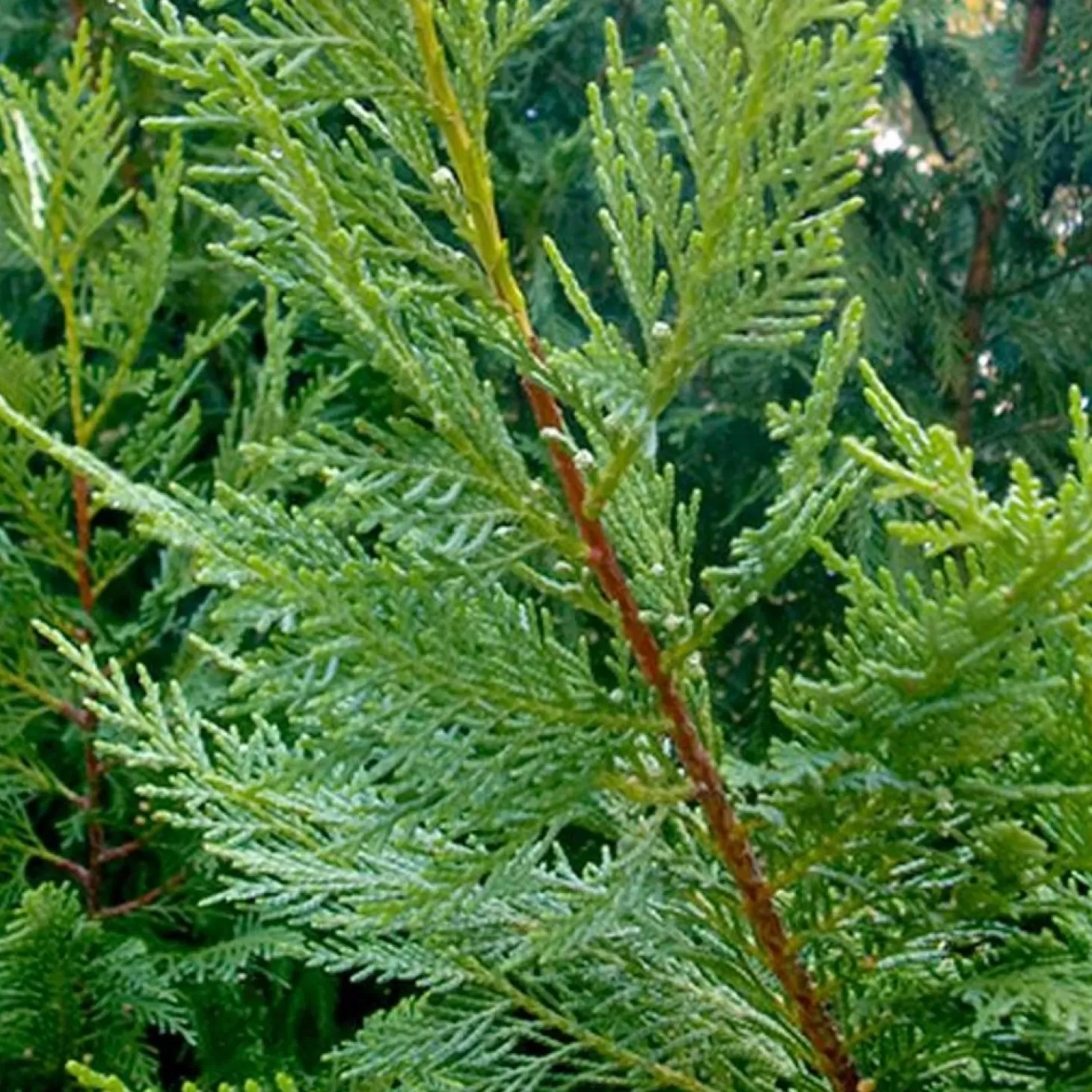 Landscape Plants>Roger's Gardens Cupressocyparis 'Emerald Isle'® - Emerald Isle Leyland Cypress® - 7 Gallon