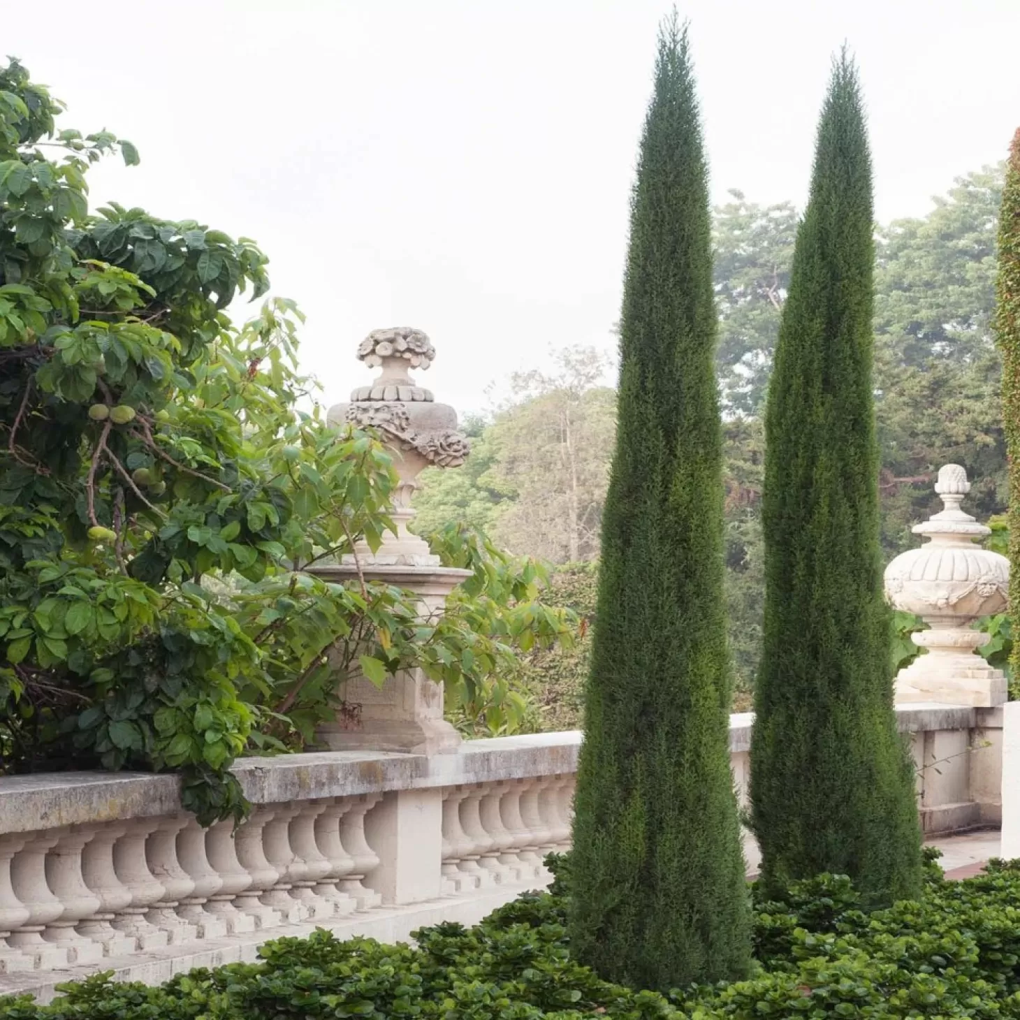 Landscape Plants>Roger's Gardens Cupressus 'Tiny Tower Dwarf' - Tiny Tower Dwarf Italian Cypress