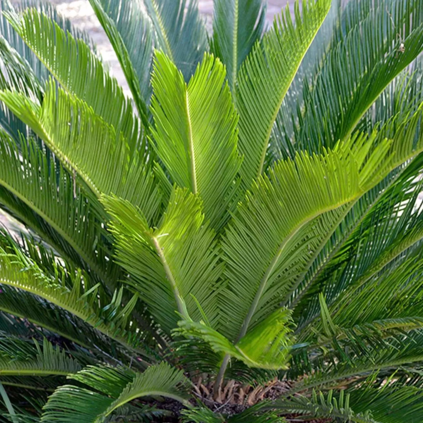 Landscape Plants>Roger's Gardens Cycas Revoluta - Sago Palm - 1 Gallon