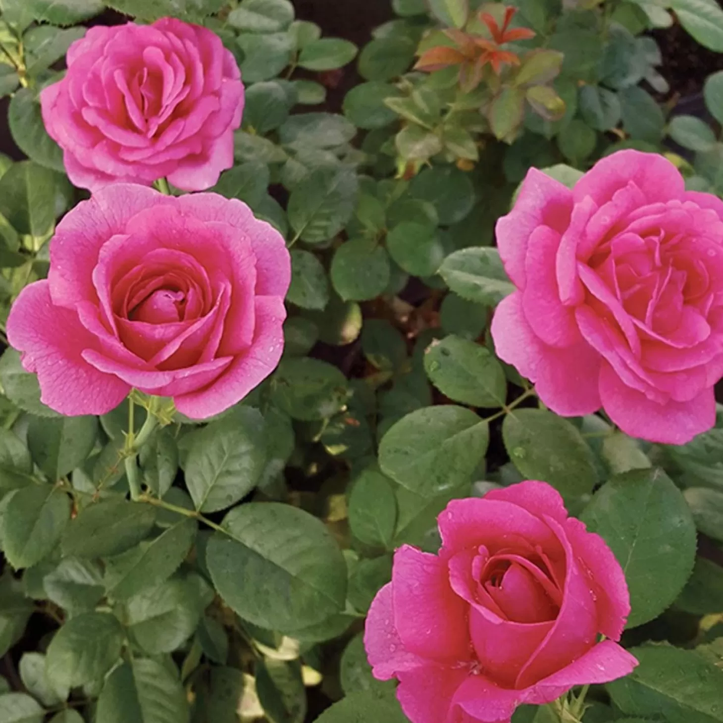 Roses>Roger's Gardens Della Reese - 5 Gallon