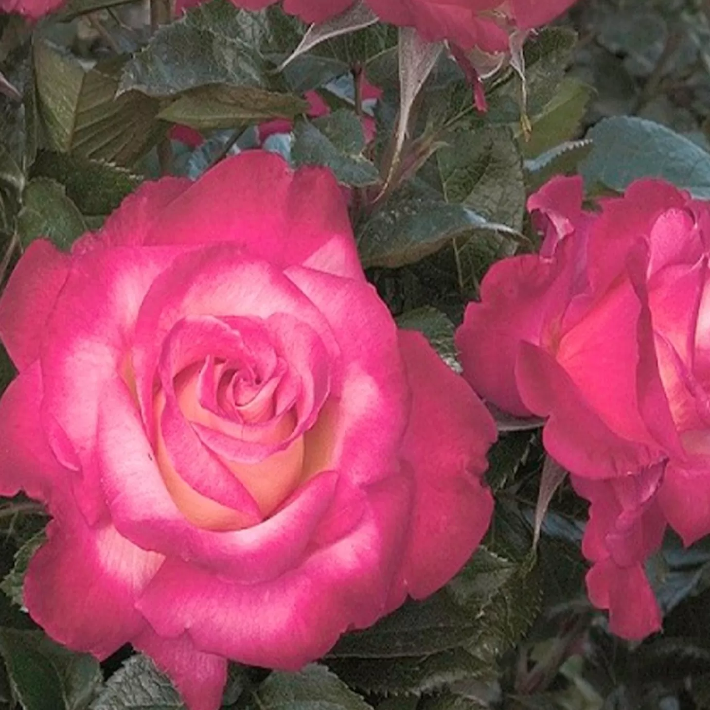 Roses>Roger's Gardens Dick Clark - 5 Gallon