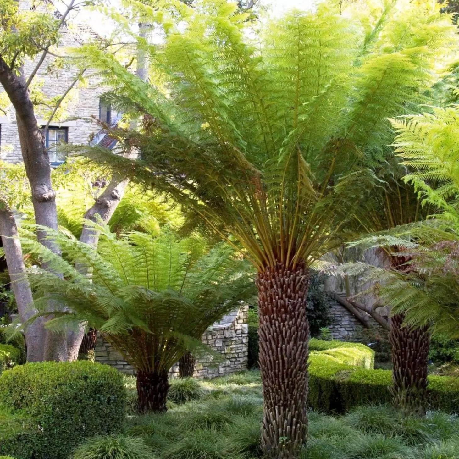 Landscape Plants>Roger's Gardens Dicksonia Antarctica - Tasmanian Tree Fern - 5 Gallon