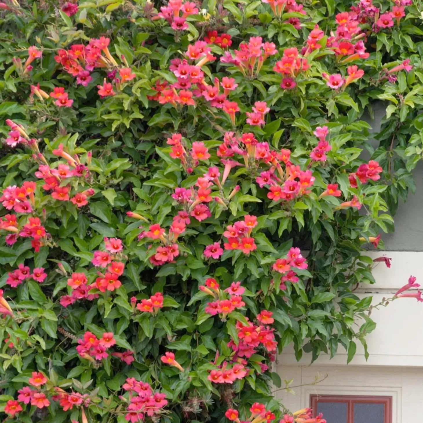 Landscape Plants>Roger's Gardens Distictis Buccinatoria - Scarlet Trumpet Vine - 5 Gallon