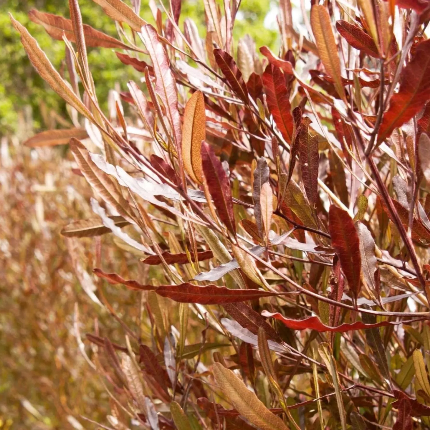 Landscape Plants>Roger's Gardens Dodonaea 'Purpurea' - Purple Hopseed Bush - 5 Gallon