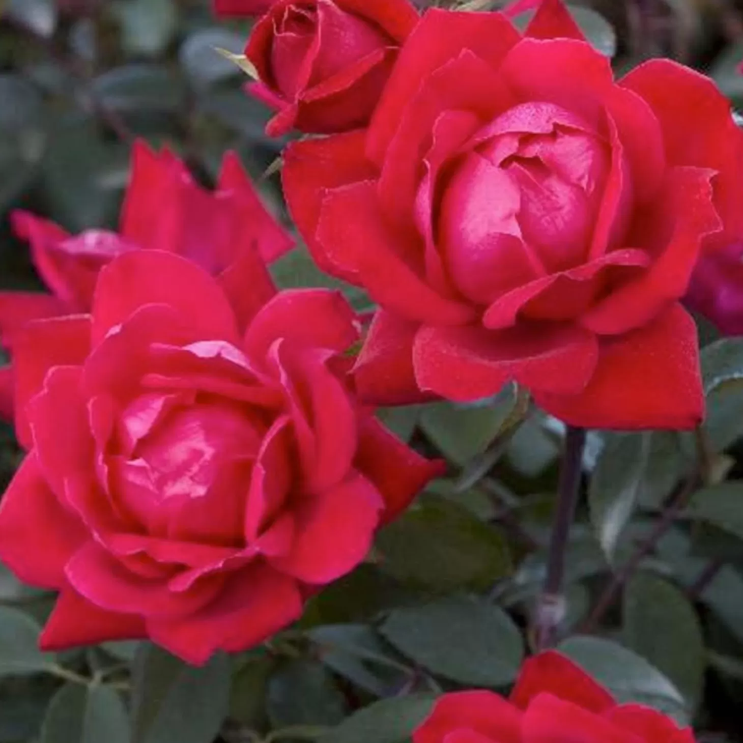 Roses>Roger's Gardens Double Knock Out - 2 Gallon