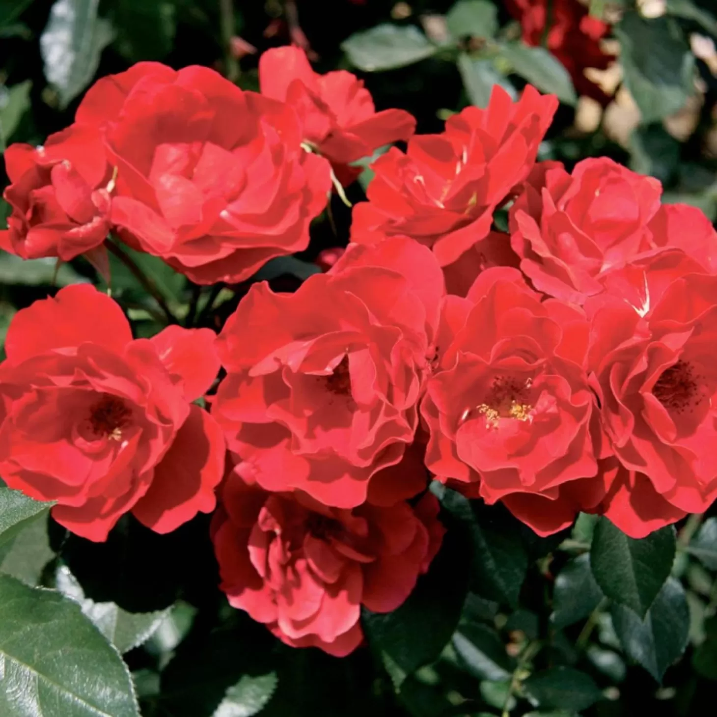 Roses>Roger's Gardens Double Red Simplicity - 5 Gallon