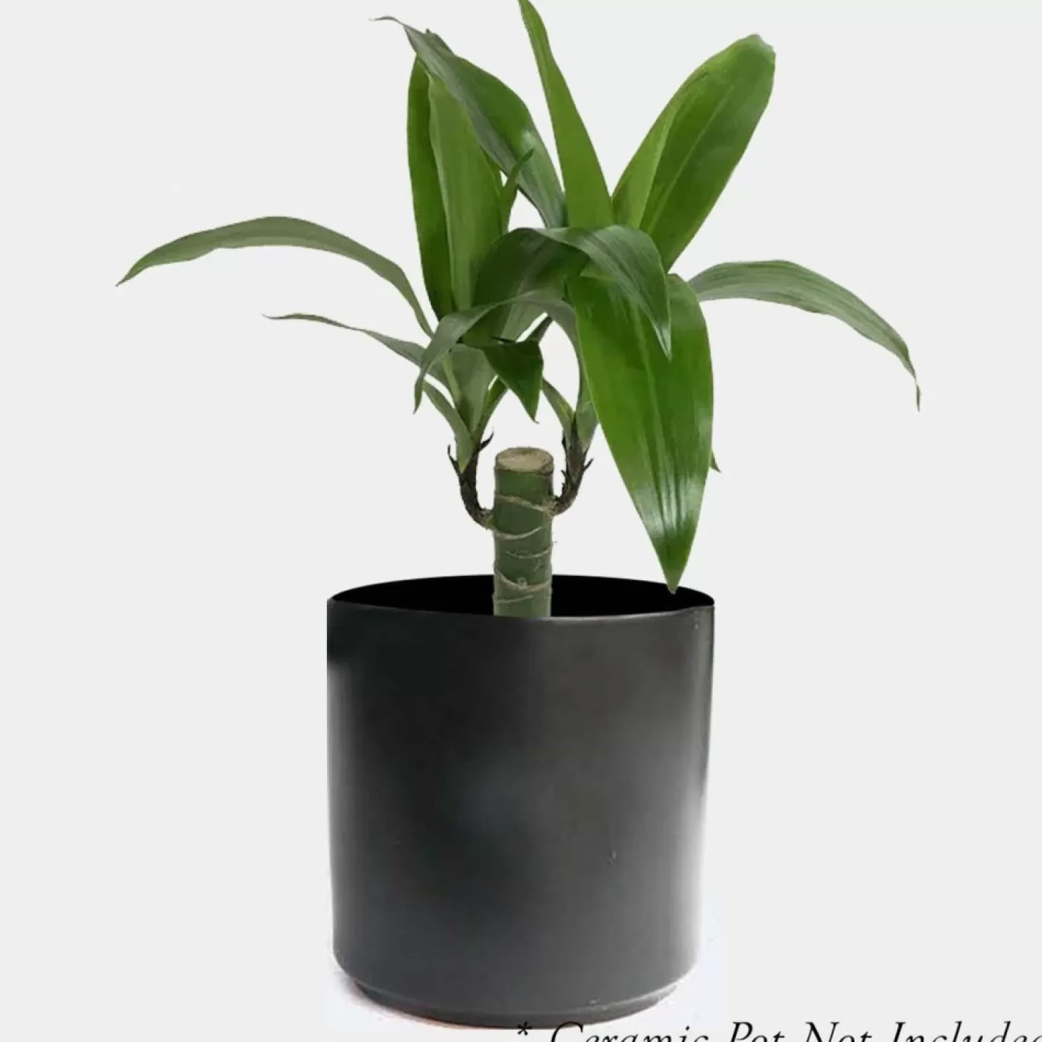 Indoor Plants>Roger's Gardens Dracaena 'Elegance Lisa' - 4" Pot