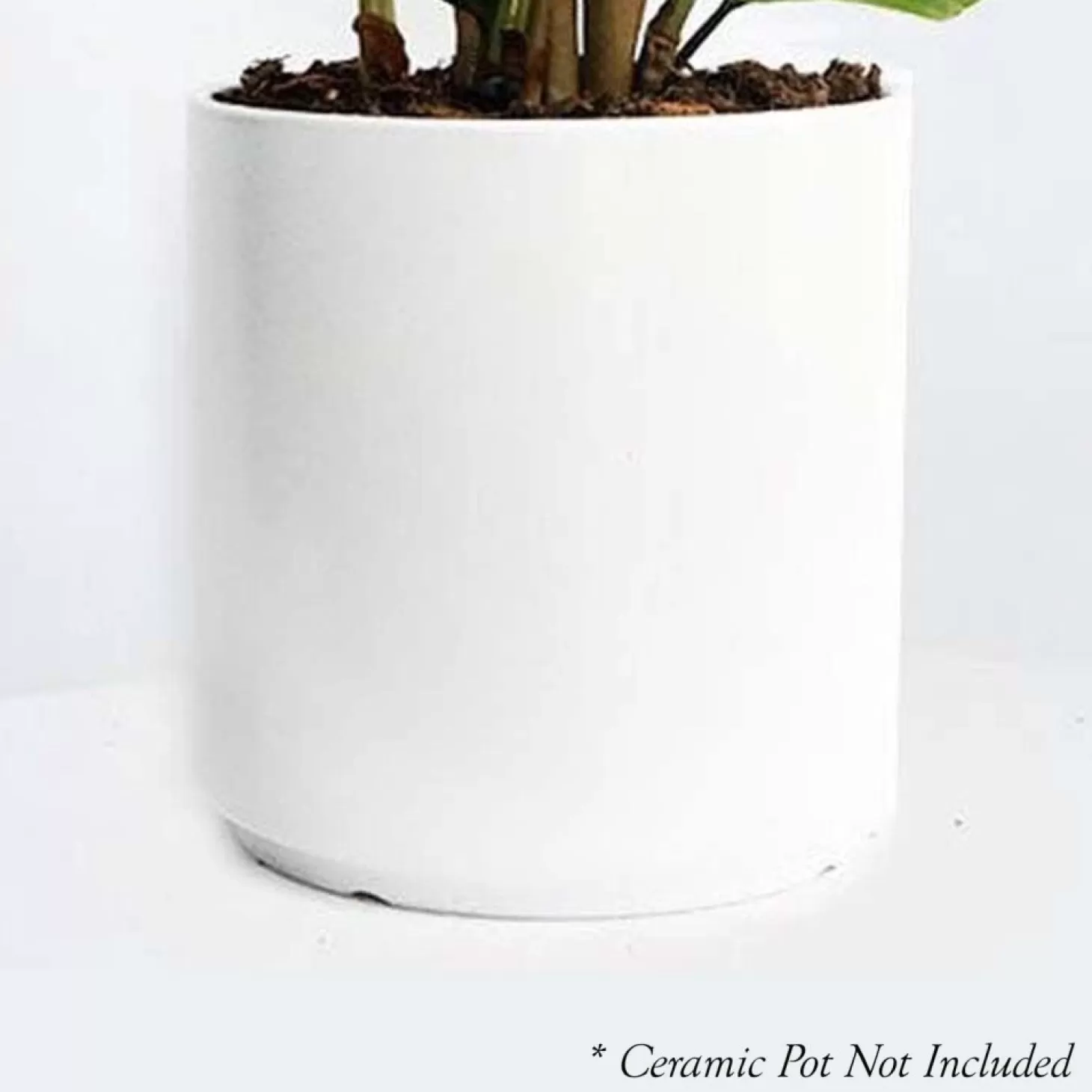 Indoor Plants>Roger's Gardens Dracaena 'Elegance Lisa' - 4" Pot