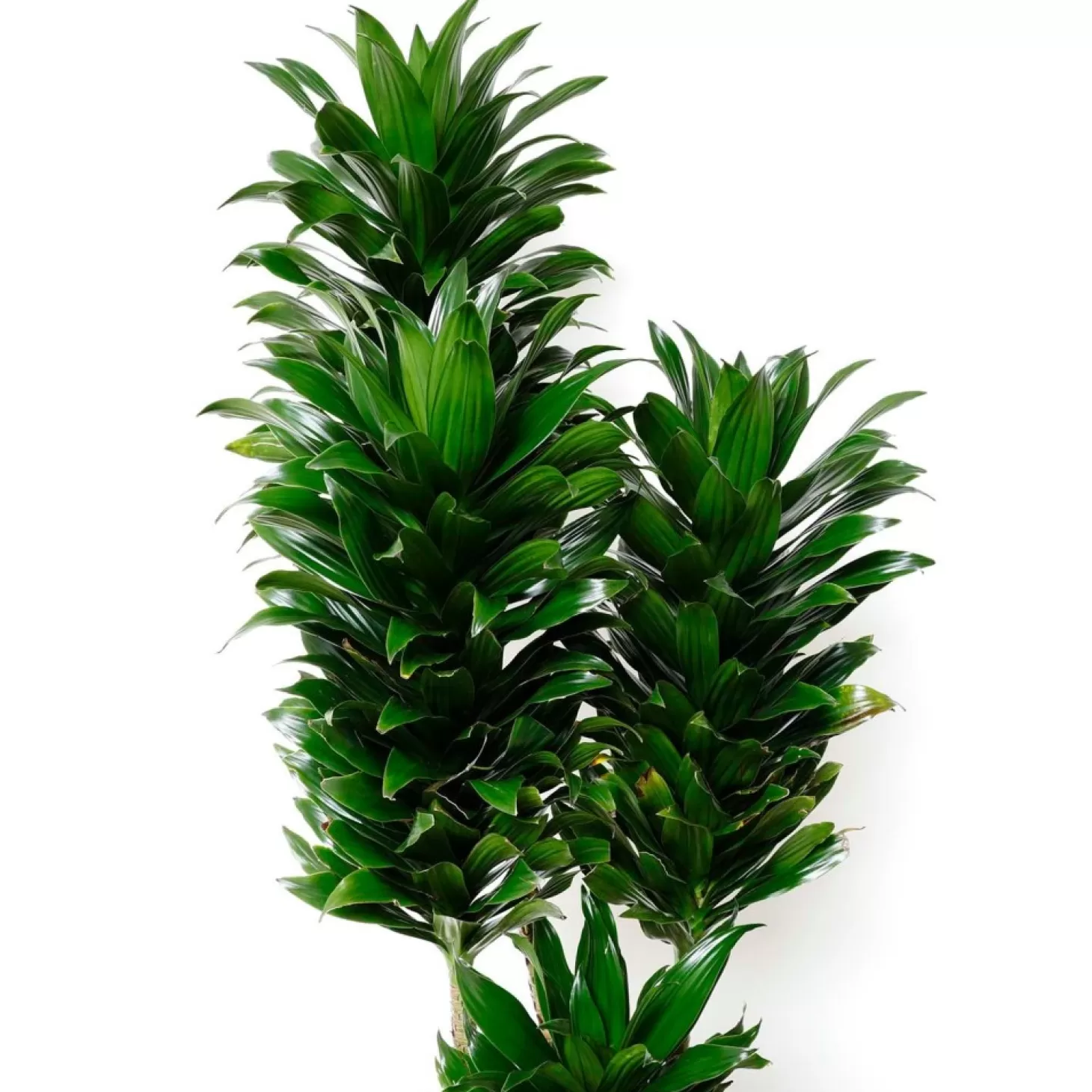 Indoor Plants>Roger's Gardens Dracaena Jc Comp - 10In