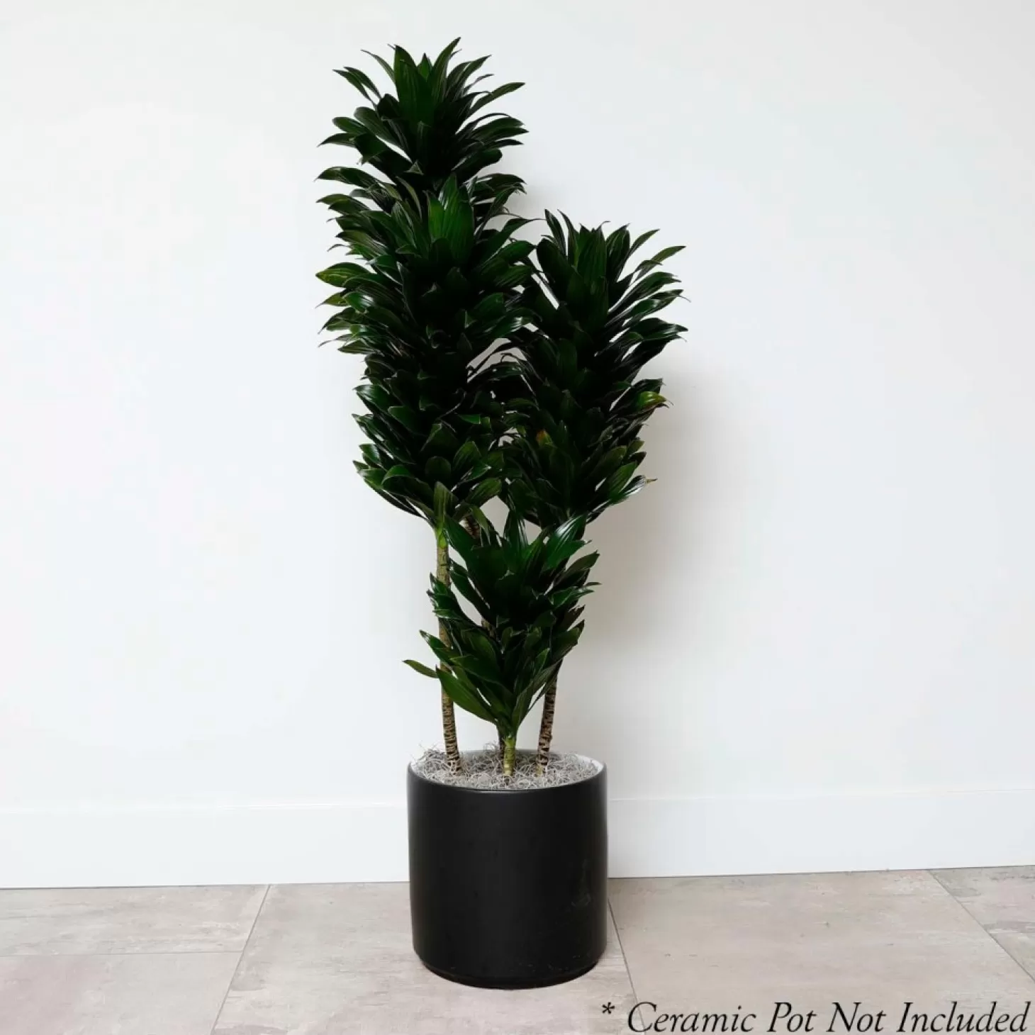 Indoor Plants>Roger's Gardens Dracaena Jc Comp - 10In