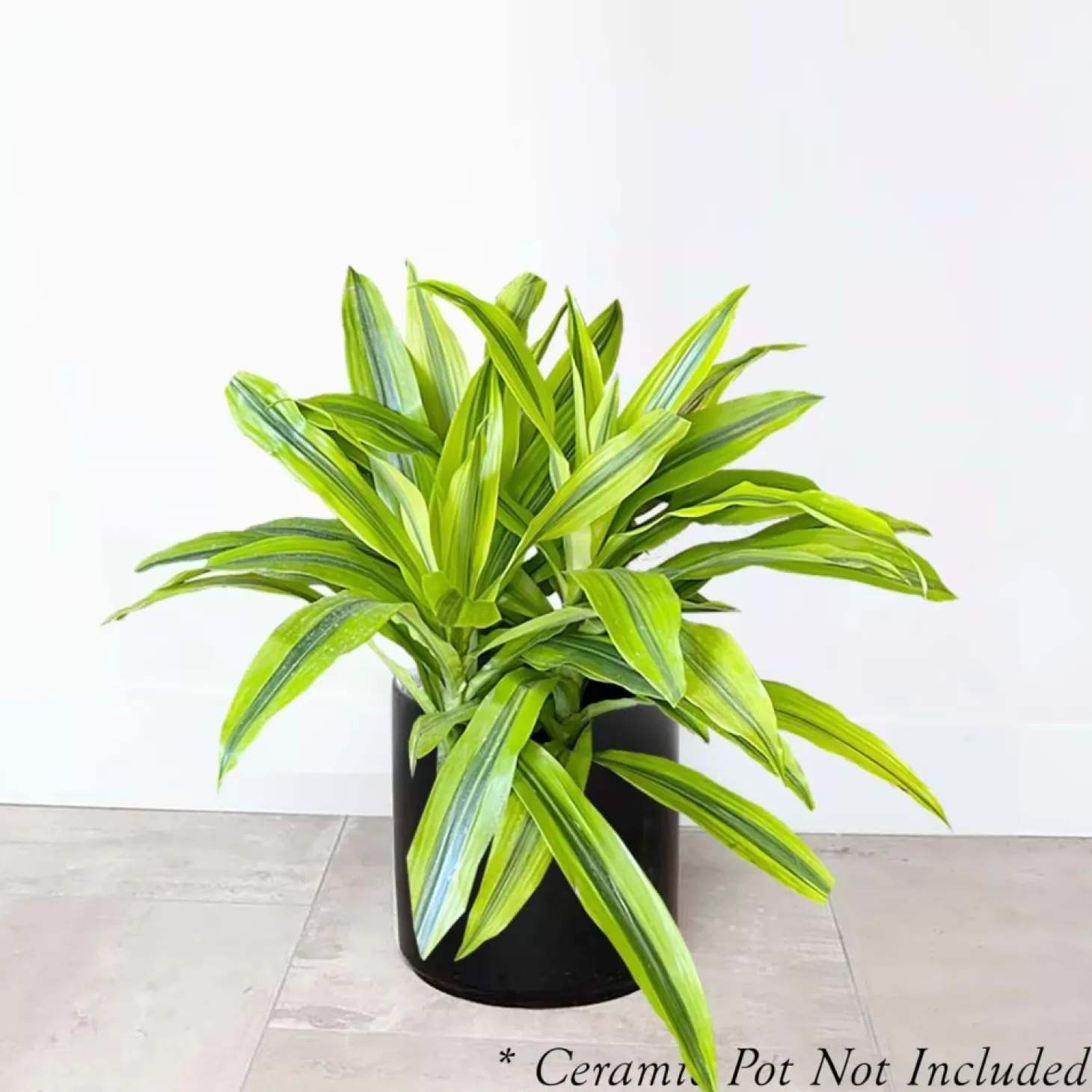 Indoor Plants>Roger's Gardens Dracaena 'Kristi' - 8" Pot