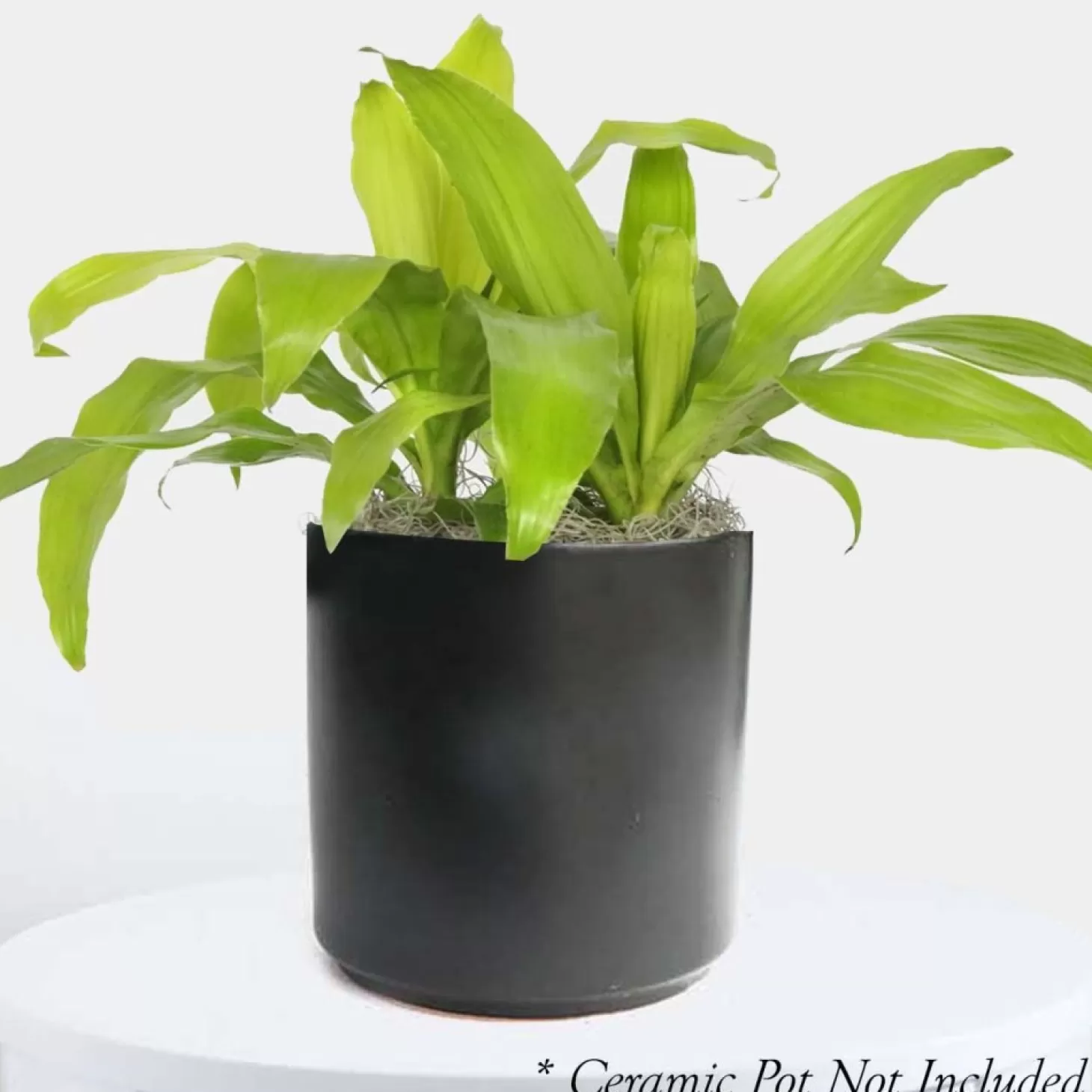 Indoor Plants>Roger's Gardens Dracaena 'Limelight' - 6" Pot