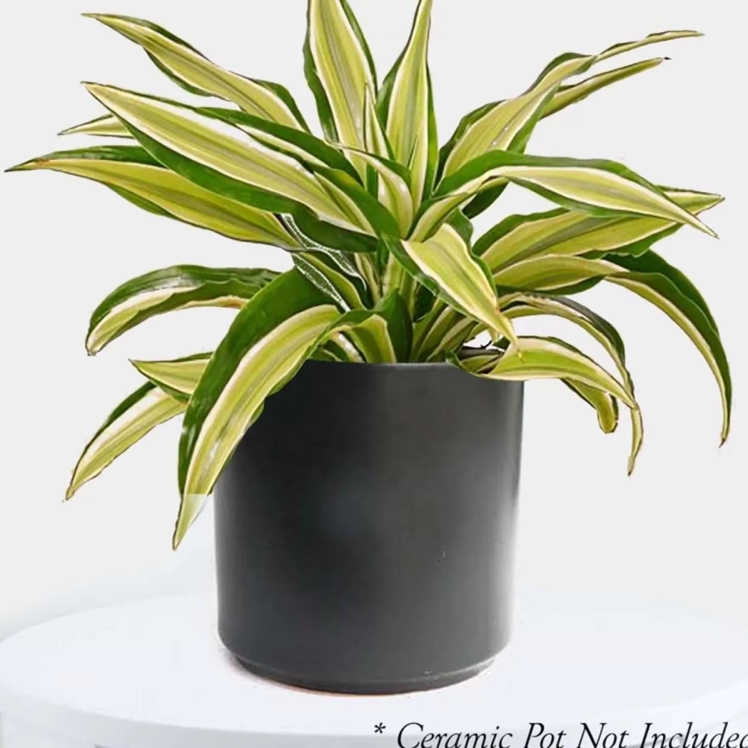 Indoor Plants>Roger's Gardens Dracaena 'Malaika' - 4" Pot