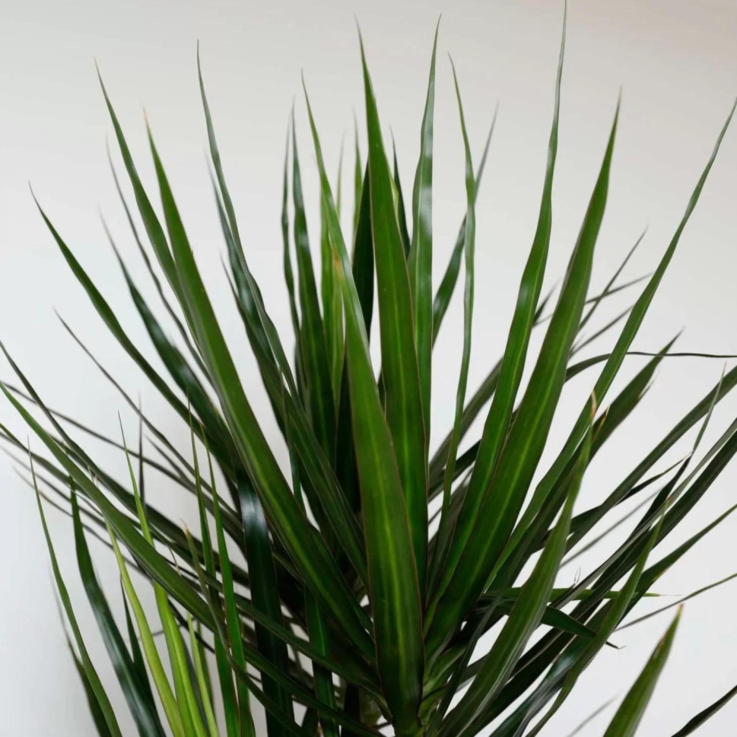 Indoor Plants>Roger's Gardens Dracaena Marginata - 10In