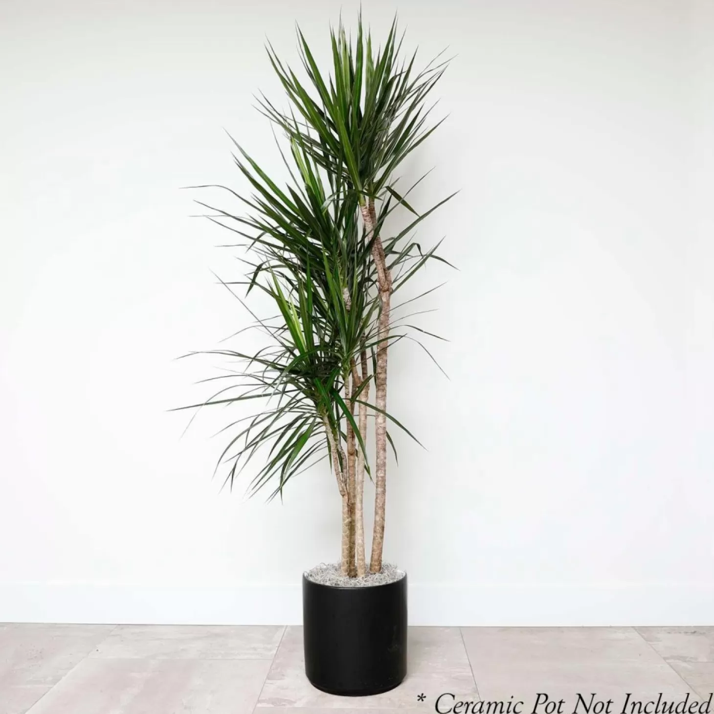 Indoor Plants>Roger's Gardens Dracaena Marginata - 10In