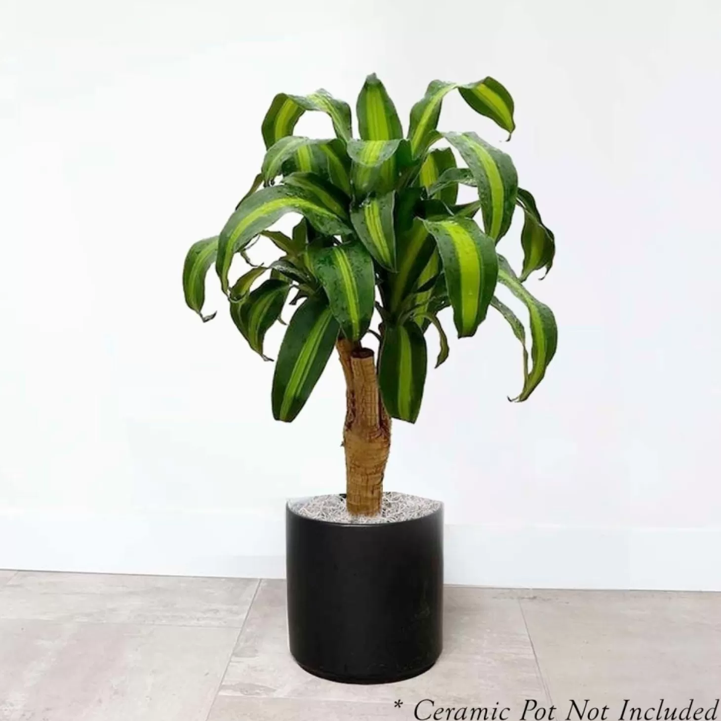 Indoor Plants>Roger's Gardens Dracaena Massangeana - 8" Pot