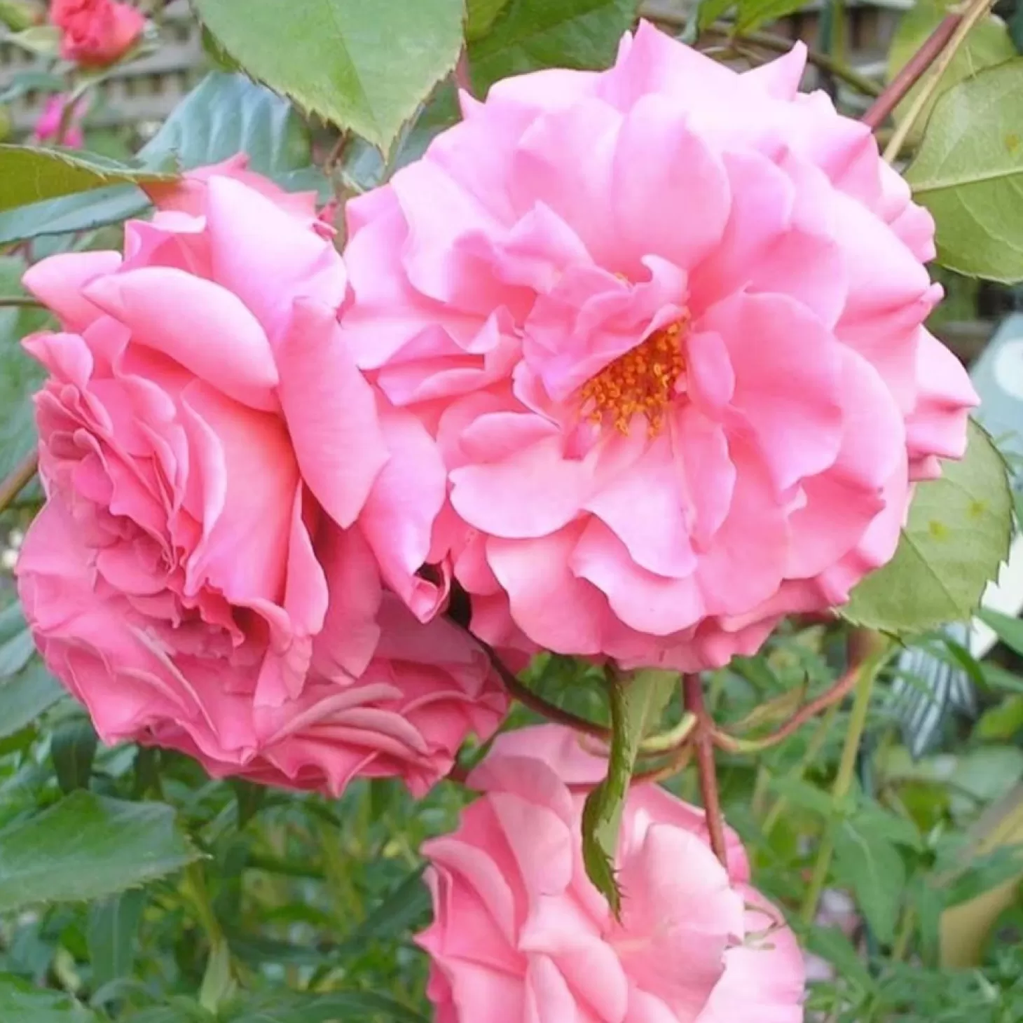 Roses>Roger's Gardens Dream Weaver - 15 Gallon