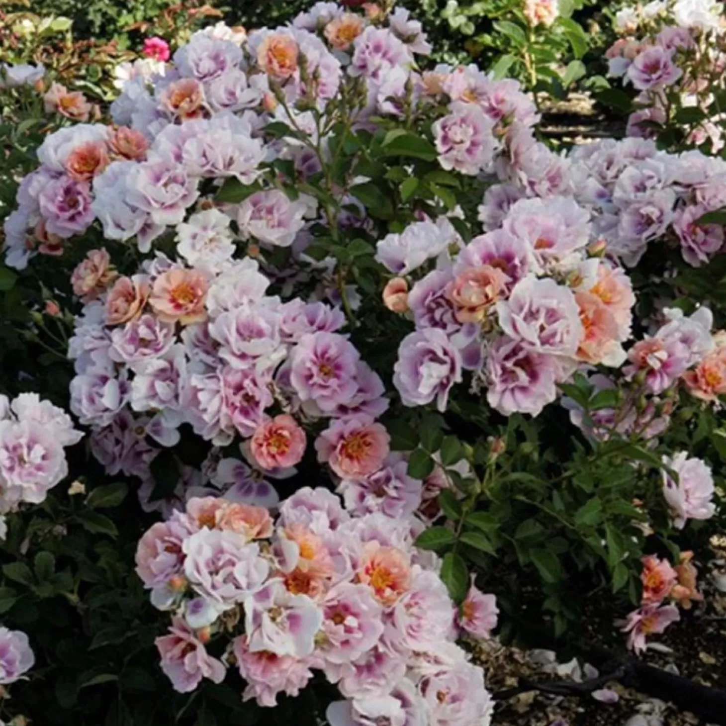 Roses>Roger's Gardens Easy On The Eyes - 5 Gallon