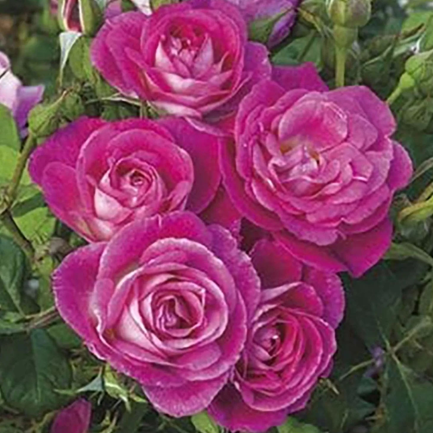 Roses>Roger's Gardens Easy To Please - 5 Gallon