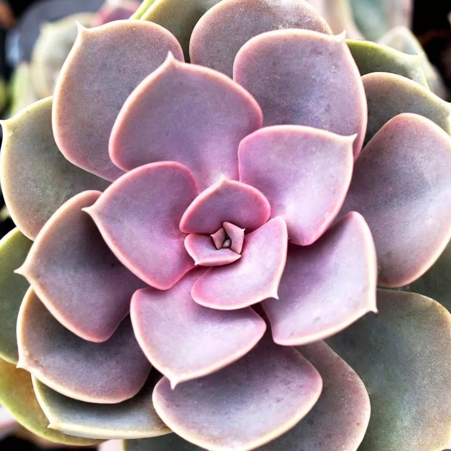 Landscape Plants>Roger's Gardens Echeveria 'Perle Von Nornberg' - Perle Von Nurnberg Echeveria - 1 Gallon