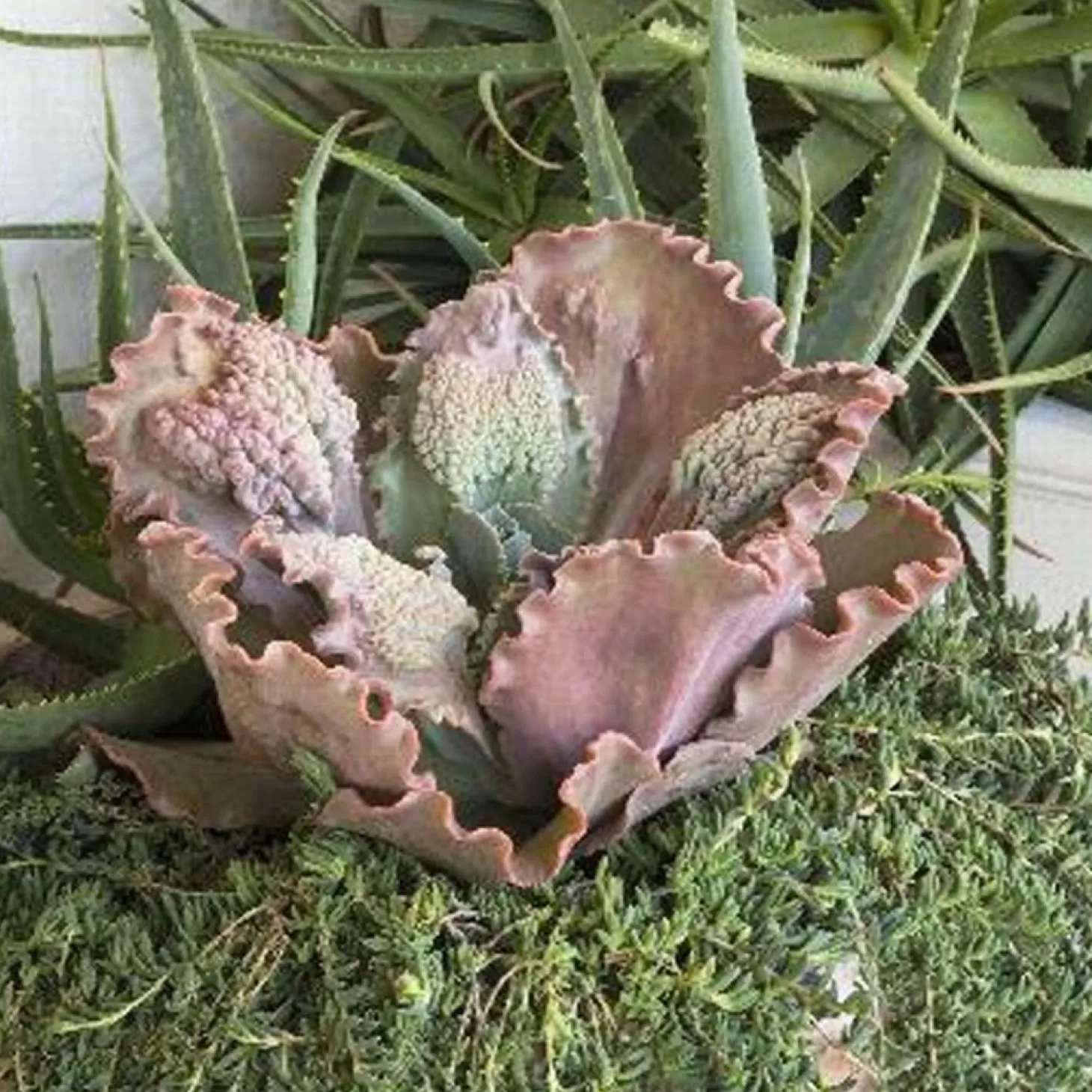 Landscape Plants>Roger's Gardens Echeveria 'Ruffled Red' - Ruffled Red Echeveria - 1 Gallon