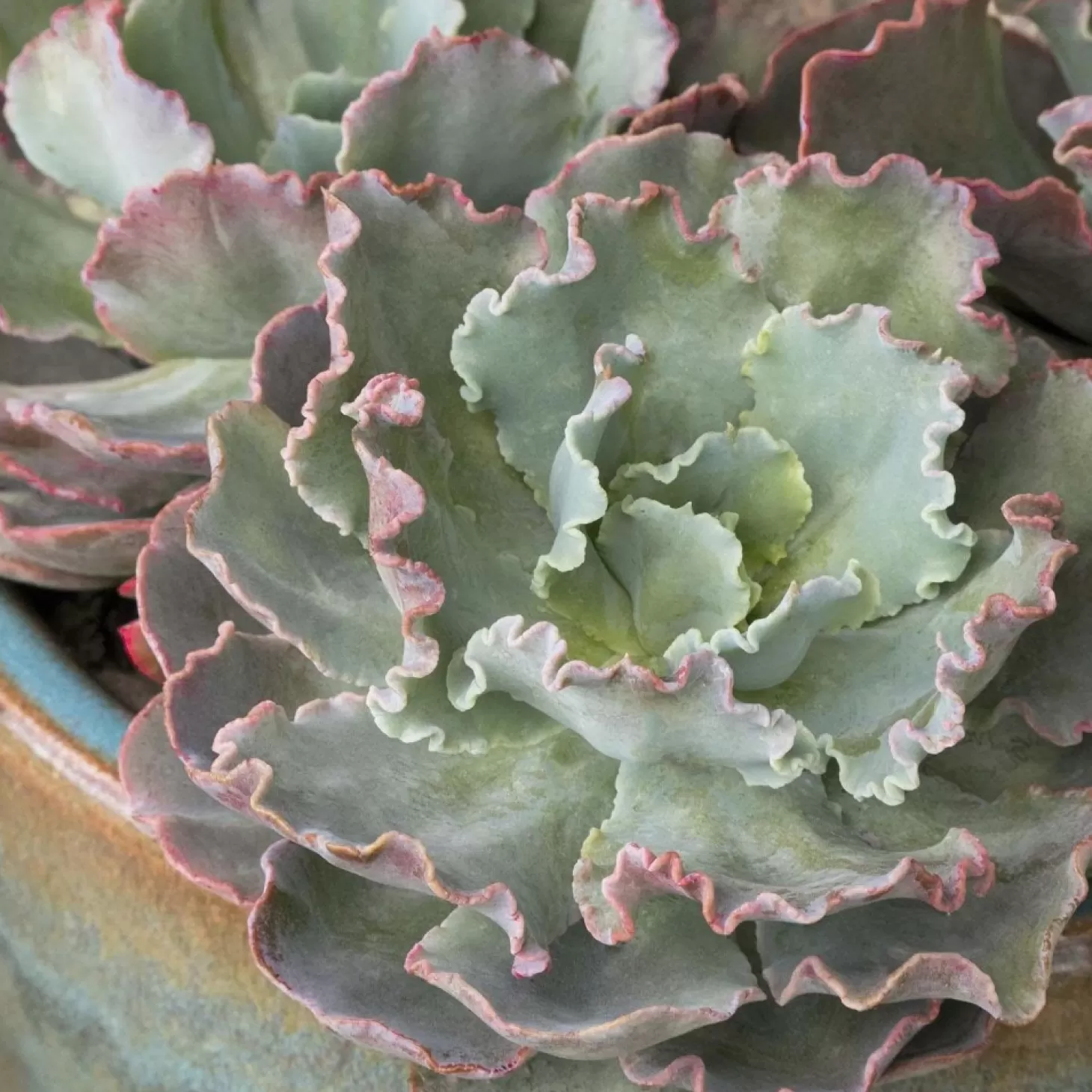 Landscape Plants>Roger's Gardens Echeveria 'Ruffles' - Ruffles Echeveria - 1 Gallon