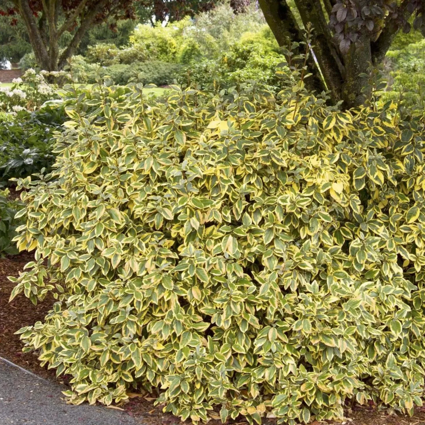 Landscape Plants>Roger's Gardens Elaeagnus Ebbingei 'Gilt Edge' - Gilt Edge Silverberry - 5 Gallon