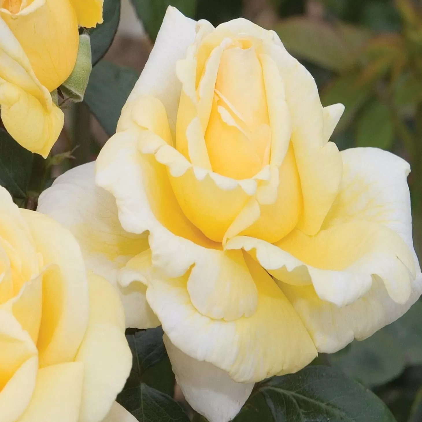 Roses>Roger's Gardens Eternal Flame - 5 Gallon