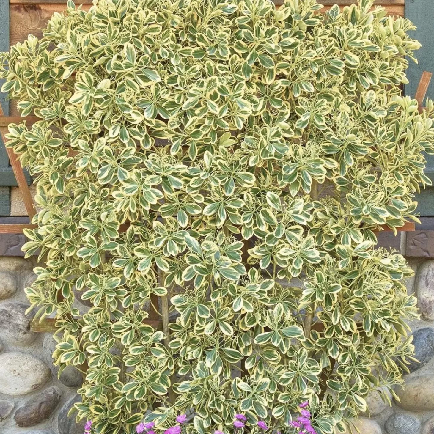 Landscape Plants>Roger's Gardens Euonymous 'Chollipo' - Chollipo Euonymus - 5 Gallon