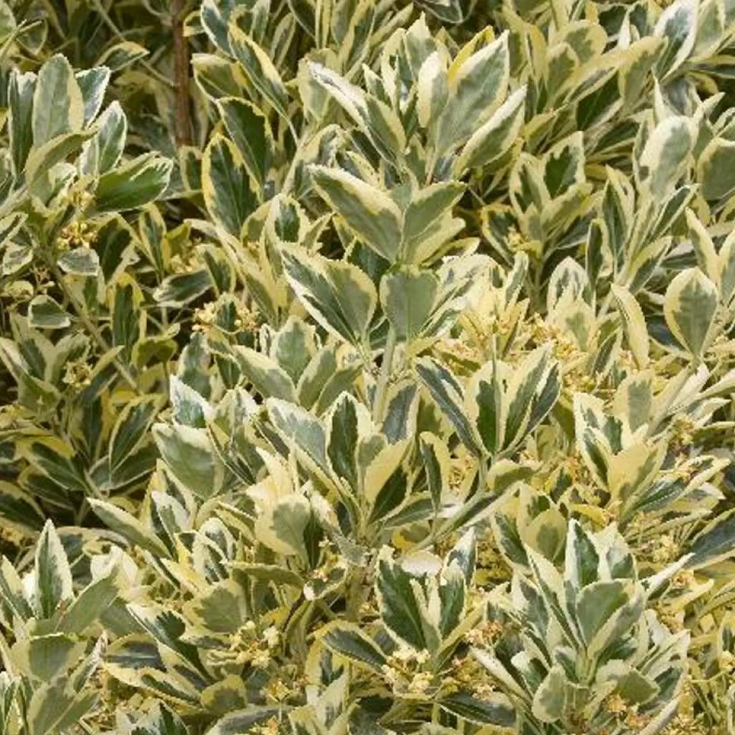 Landscape Plants>Roger's Gardens Euonymous 'silver King' - Silver King Euonymus - 5 Gallon