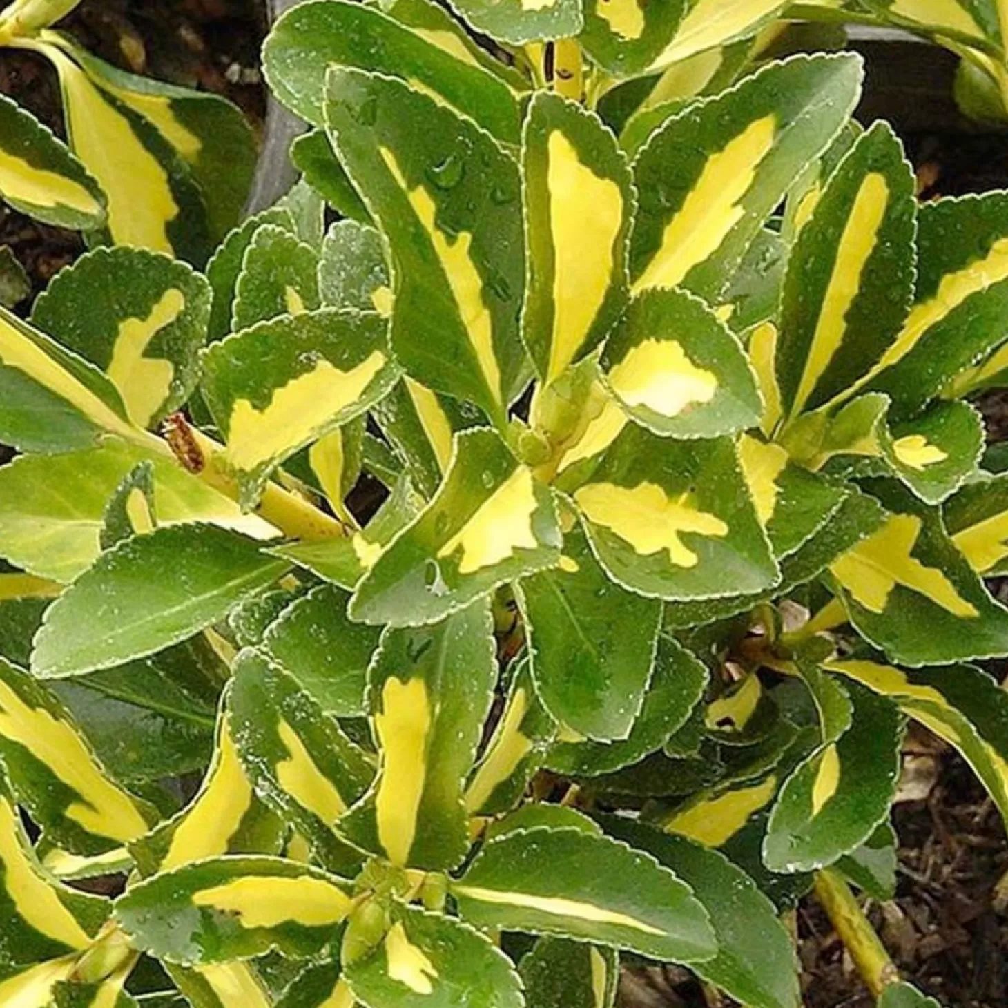 Landscape Plants>Roger's Gardens Euonymus J. 'Aureovariegatus' - Gold Spot Euonymus - 1 Gallon