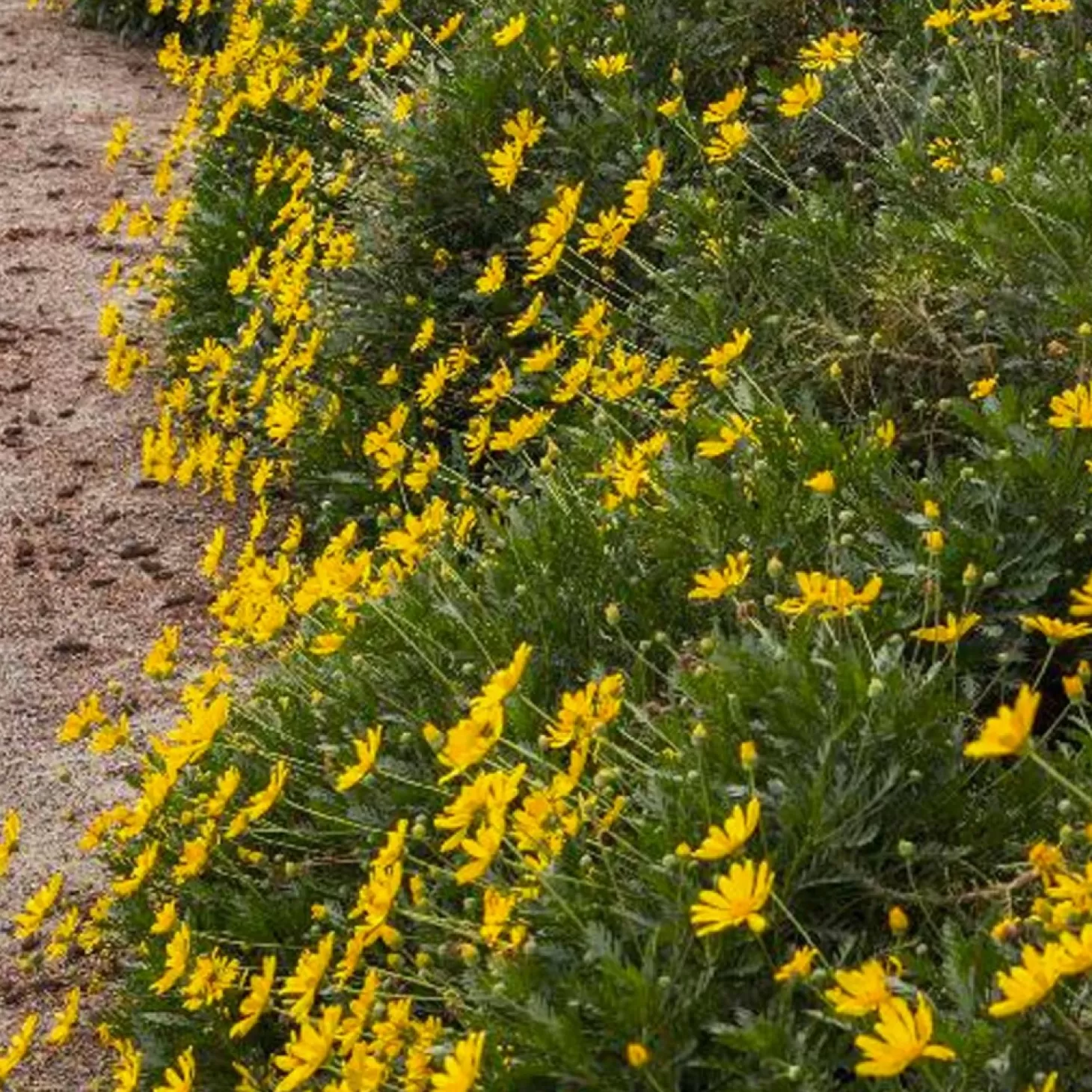 Landscape Plants>Roger's Gardens Euryops Pectinatus 'Viridis' - Green-Leaved Euryops - 5 Gallon