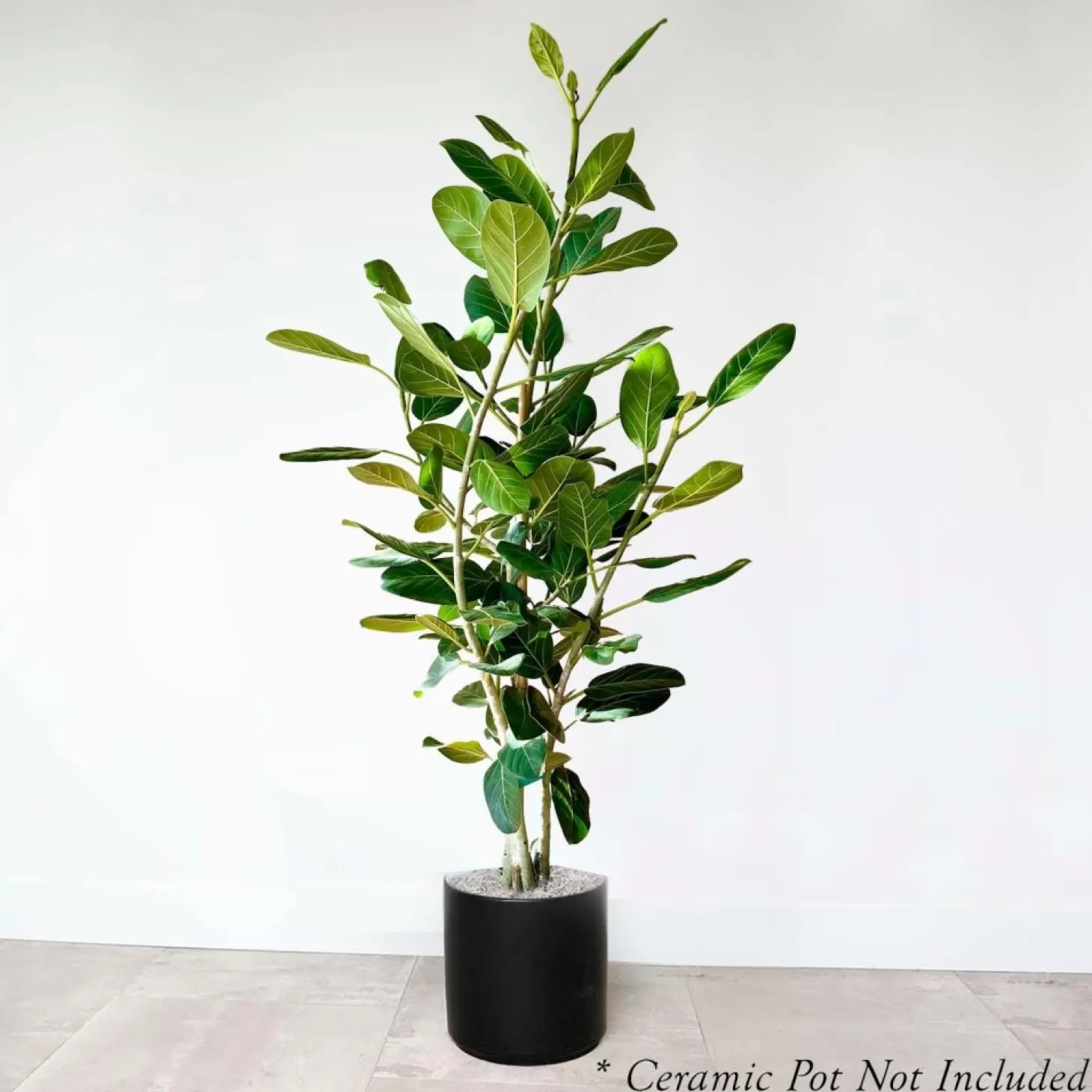 Indoor Plants>Roger's Gardens Ficus 'Audrey' 5.5' Column - 14" Pot