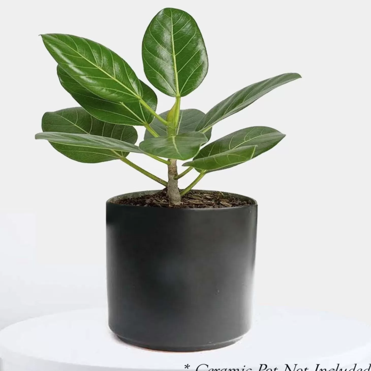 Indoor Plants>Roger's Gardens Ficus 'Audrey' - 4" Pot