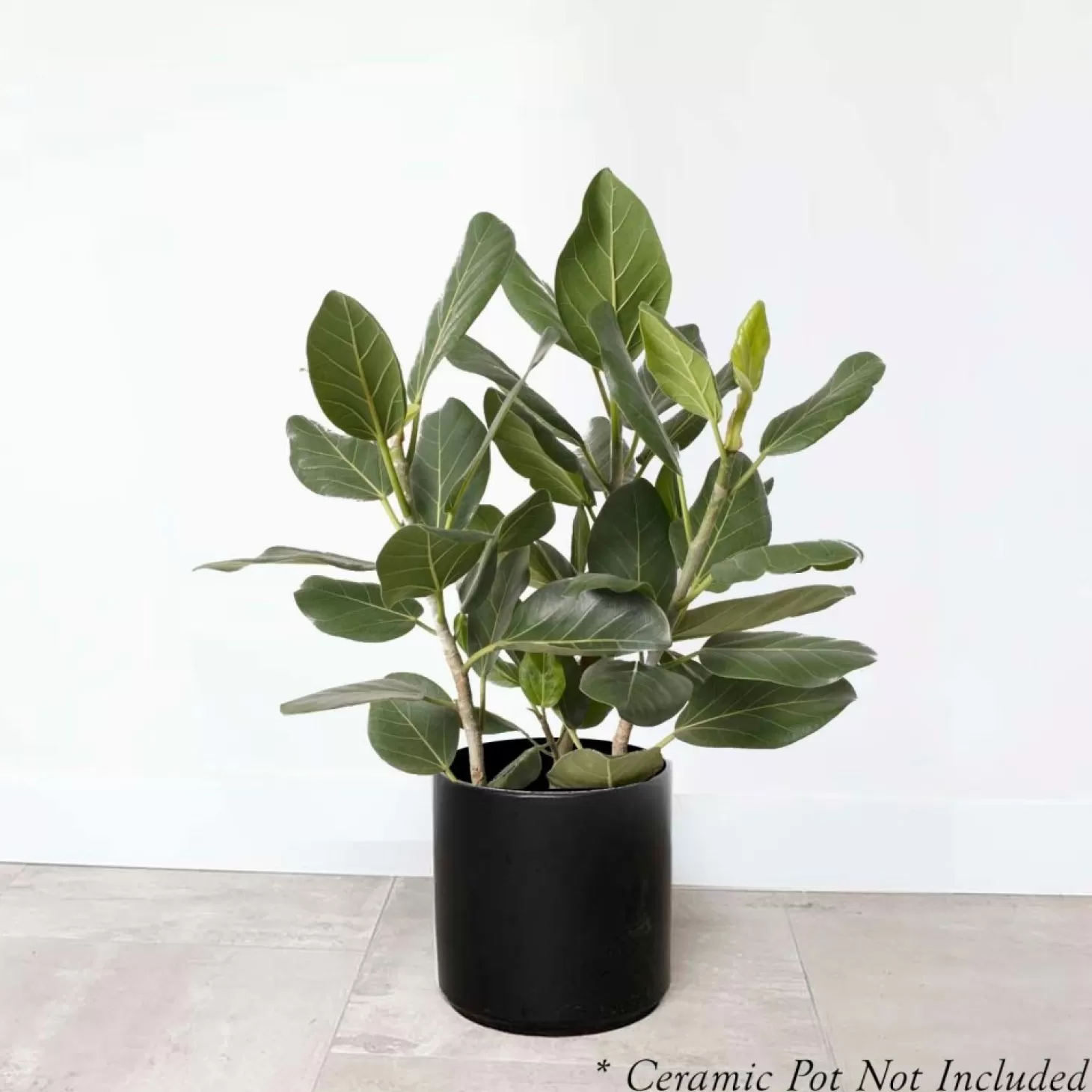 Indoor Plants>Roger's Gardens Ficus 'Audrey' Bush 2' - 10" Pot