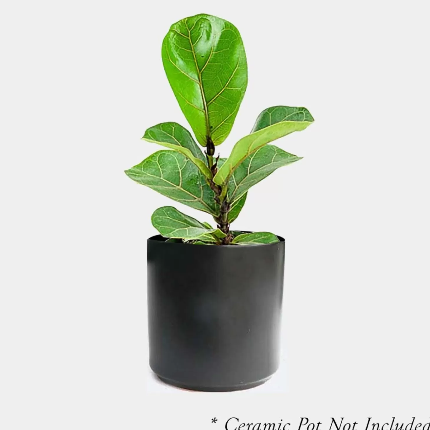 Indoor Plants>Roger's Gardens Ficus Lyrata - Fiddleleaf Fig - 4" Pot