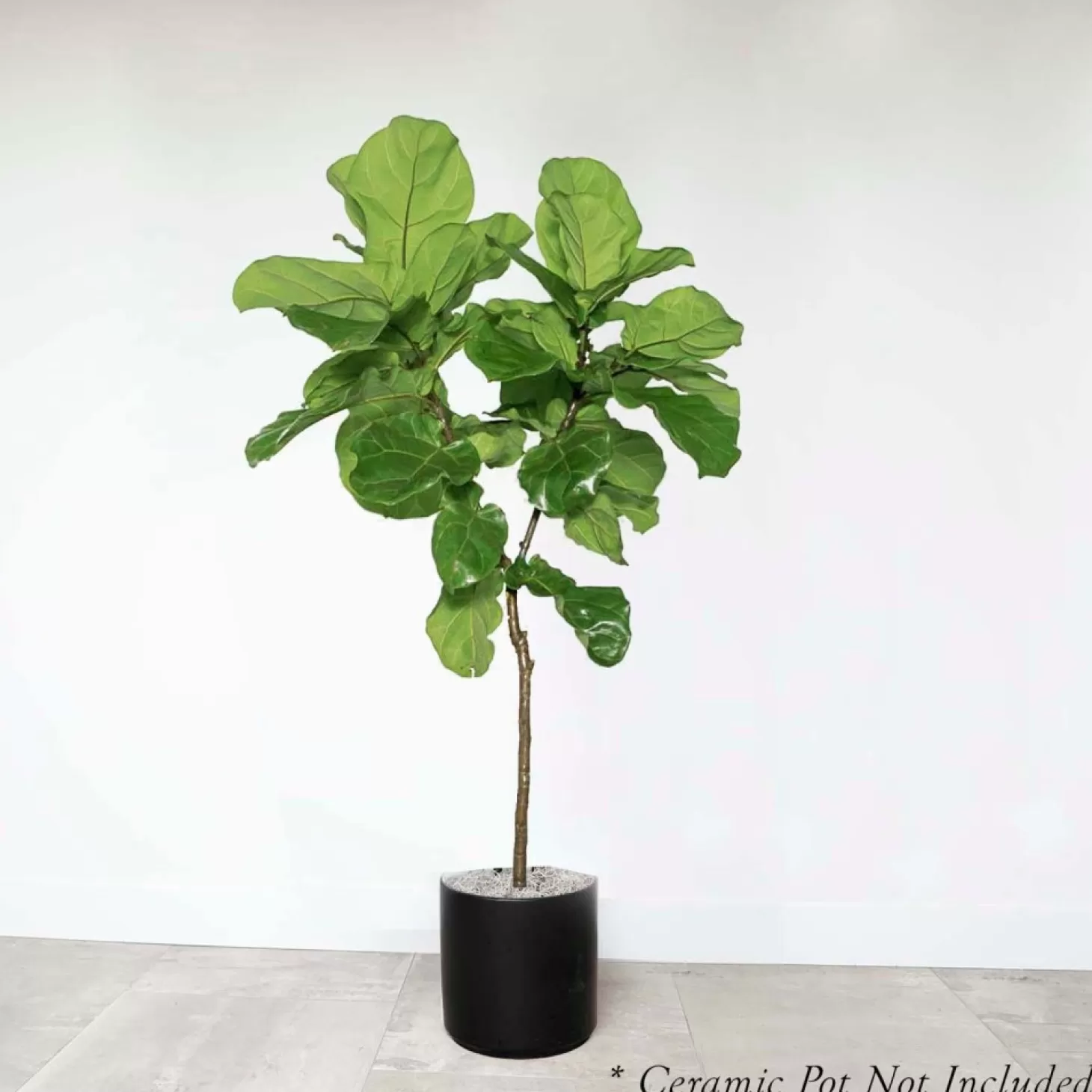 Indoor Plants>Roger's Gardens Ficus Lyrata 'Everglades' - Fiddleleaf Fig 4' - 10" Pot