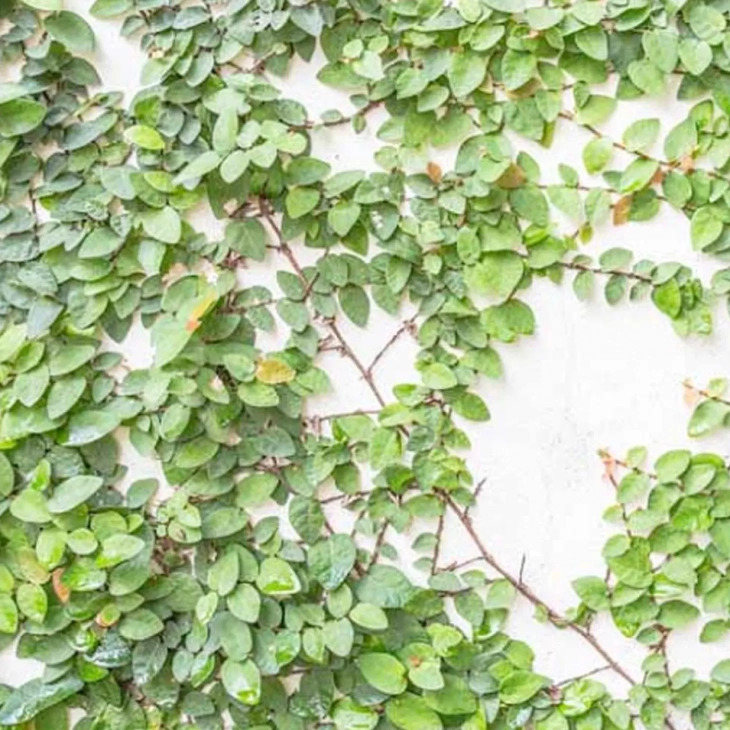 Landscape Plants>Roger's Gardens Ficus Pumila - Creeping Fig - 1 Gallon