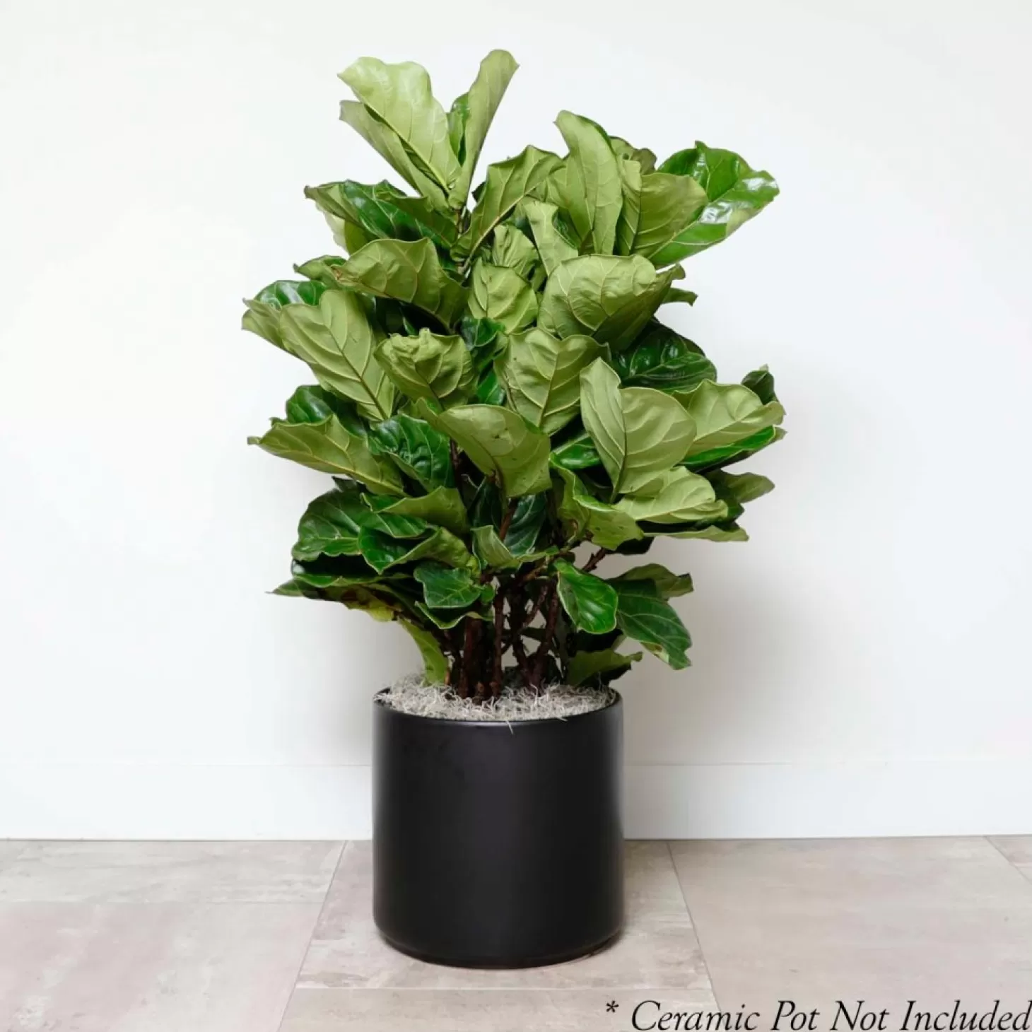 Indoor Plants>Roger's Gardens Fiddle Leaf Bush - Ficus Lyrata - 14In