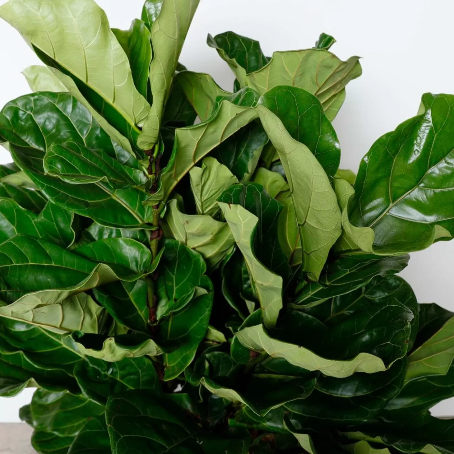 Indoor Plants>Roger's Gardens Fiddle Leaf Bush - Ficus Lyrata - 14In