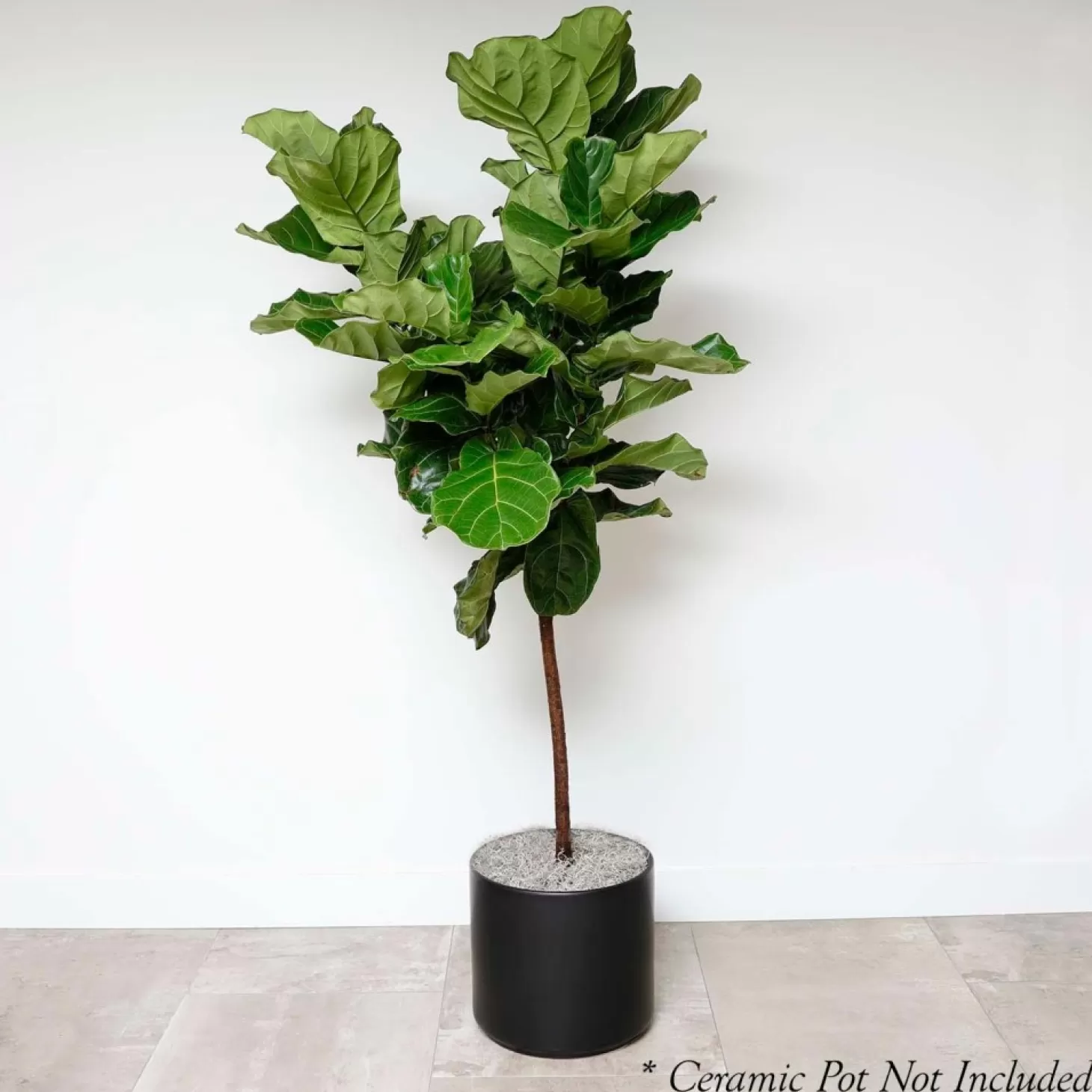 Indoor Plants>Roger's Gardens Fiddle Leaf Std - Ficus Lyrata - 14In