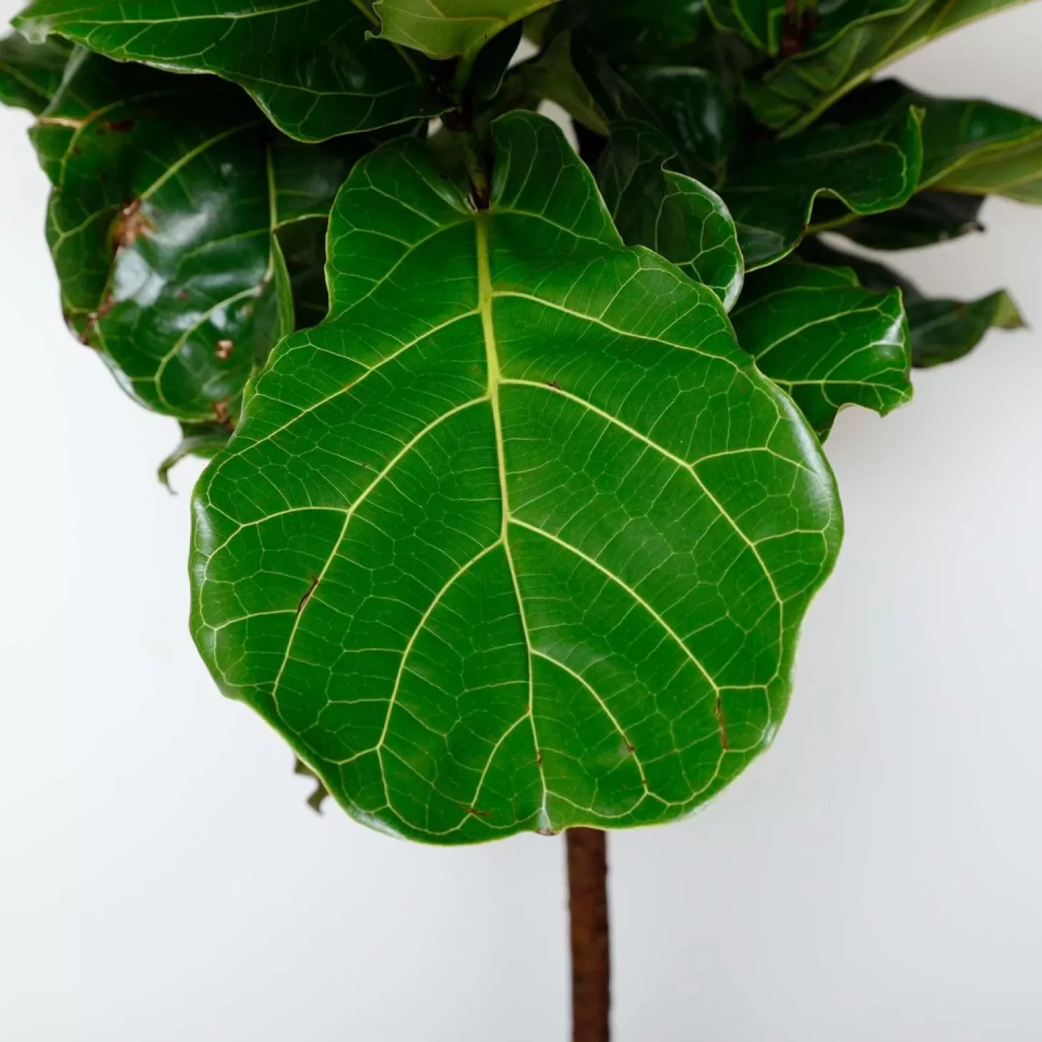 Indoor Plants>Roger's Gardens Fiddle Leaf Std - Ficus Lyrata - 14In