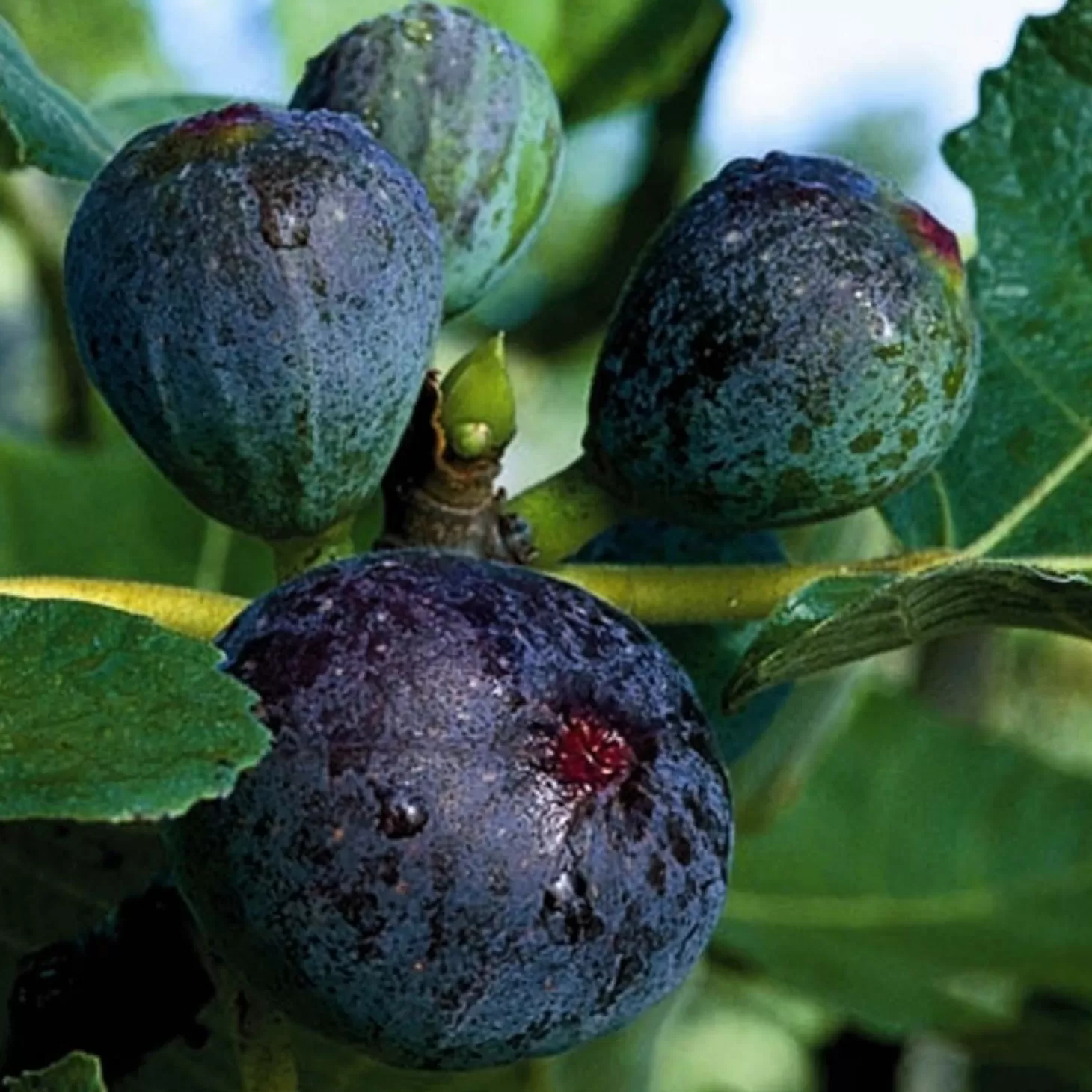 Fruit Trees>Roger's Gardens Fig 'Black Jack' - 5 Gallon