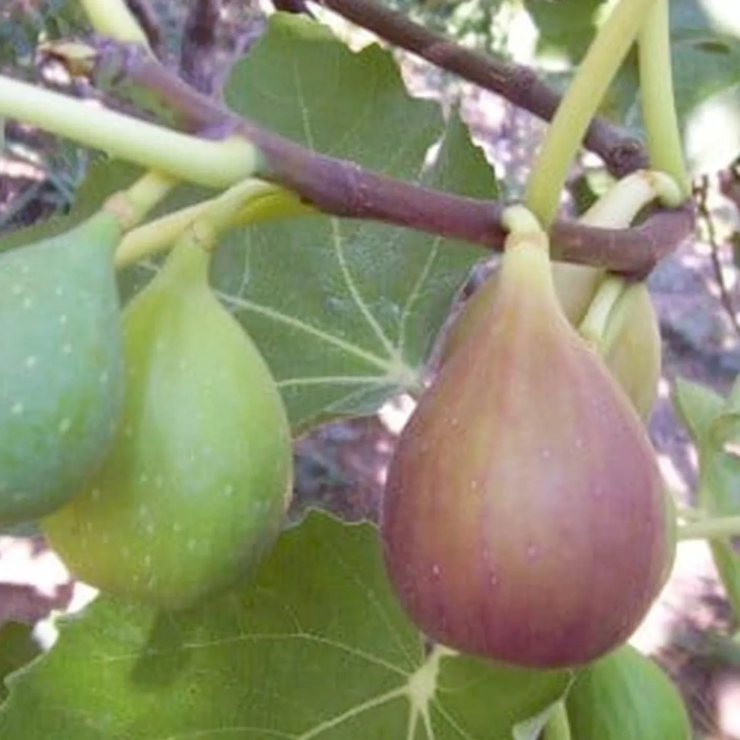 Fruit Trees>Roger's Gardens Fig 'Flanders' - #5 Gallon