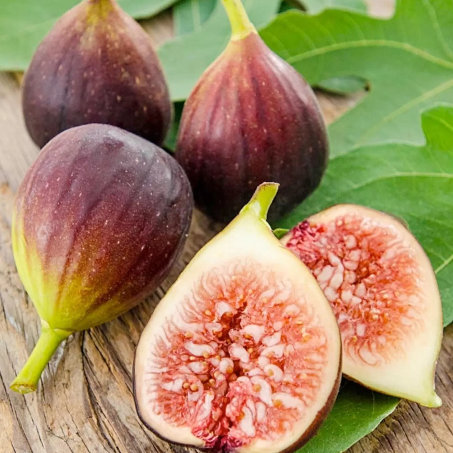 Fruit Trees>Roger's Gardens Fig 'Improved Brown Turkey' - #15 Gallon