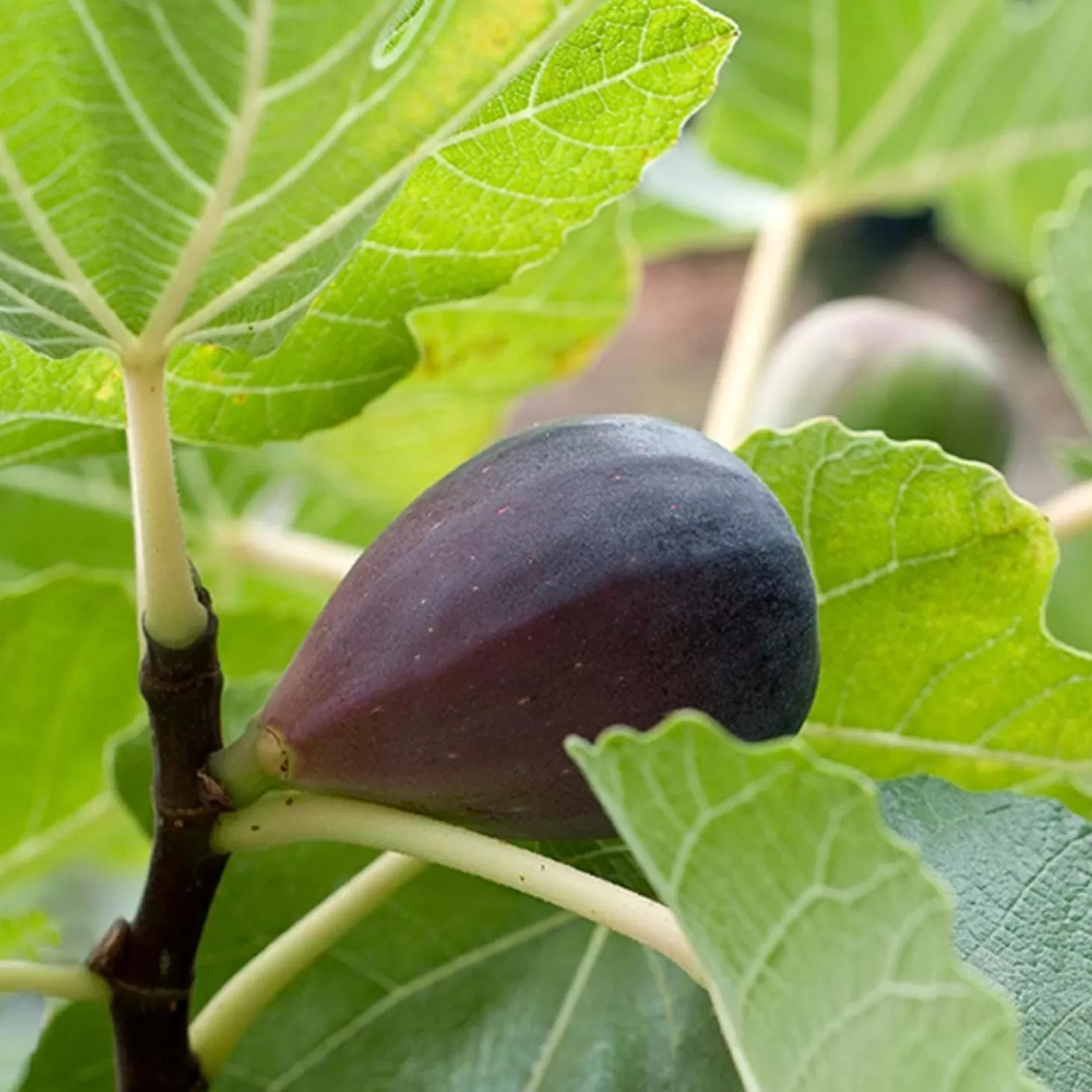 Fruit Trees>Roger's Gardens Fig 'Mission' - #5 Gallon