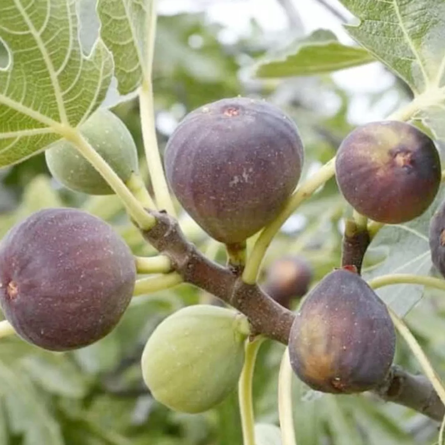 Fruit Trees>Roger's Gardens Fig 'Osborne Prolific' - #5 Gallon