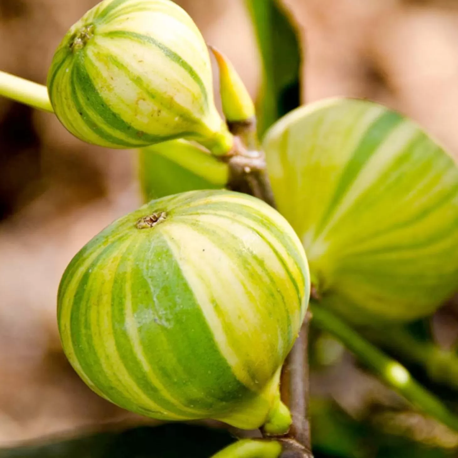 Fruit Trees>Roger's Gardens Fig 'Panache Tiger' - #5 Gallon