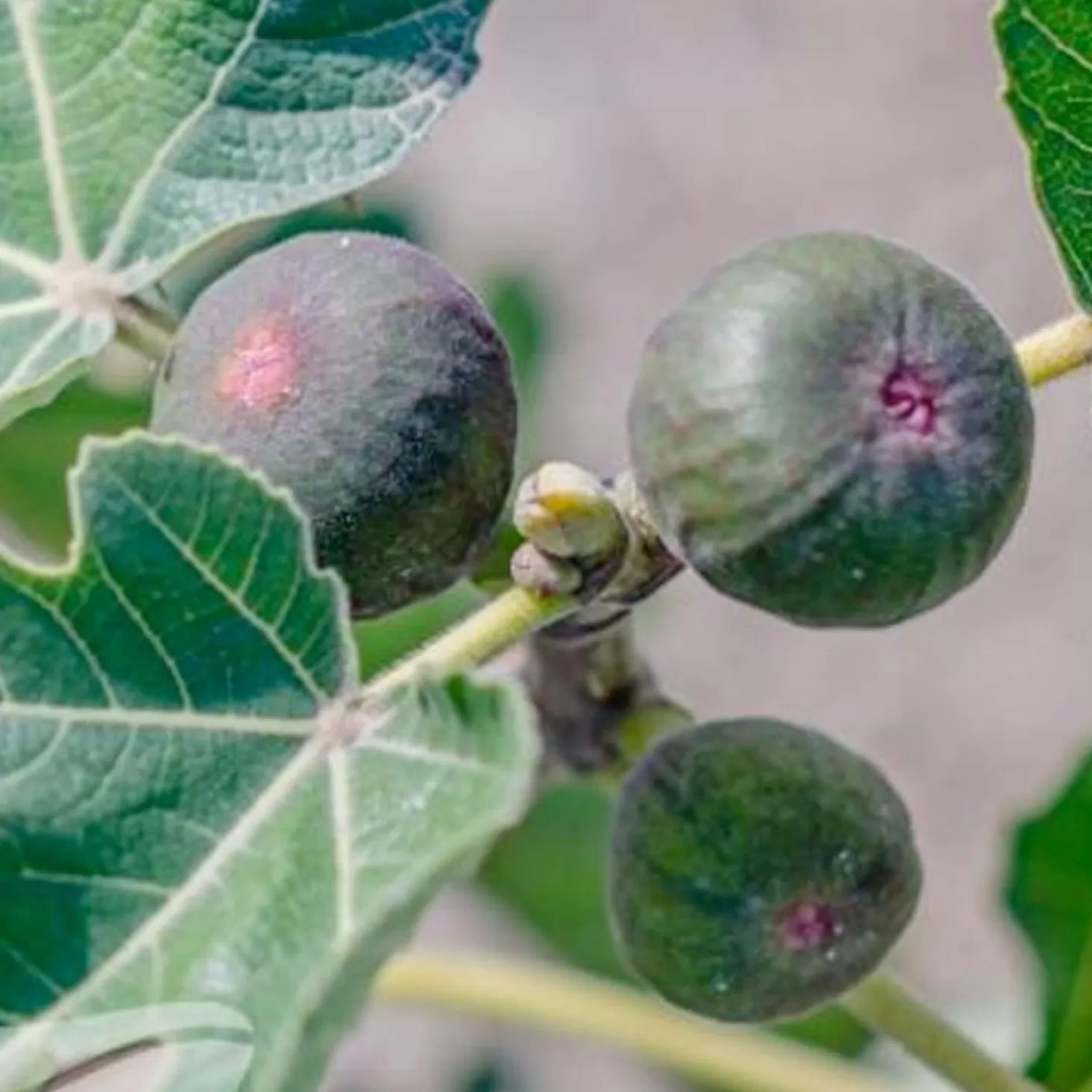 Fruit Trees>Roger's Gardens Fig 'White Genoa' - #5 Gallon